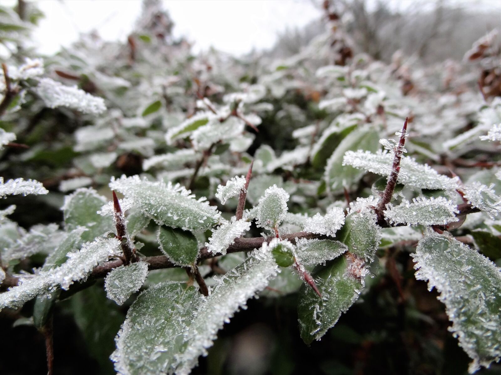 Sony Cyber-shot DSC-HX9V sample photo. Winter, rime, bush photography