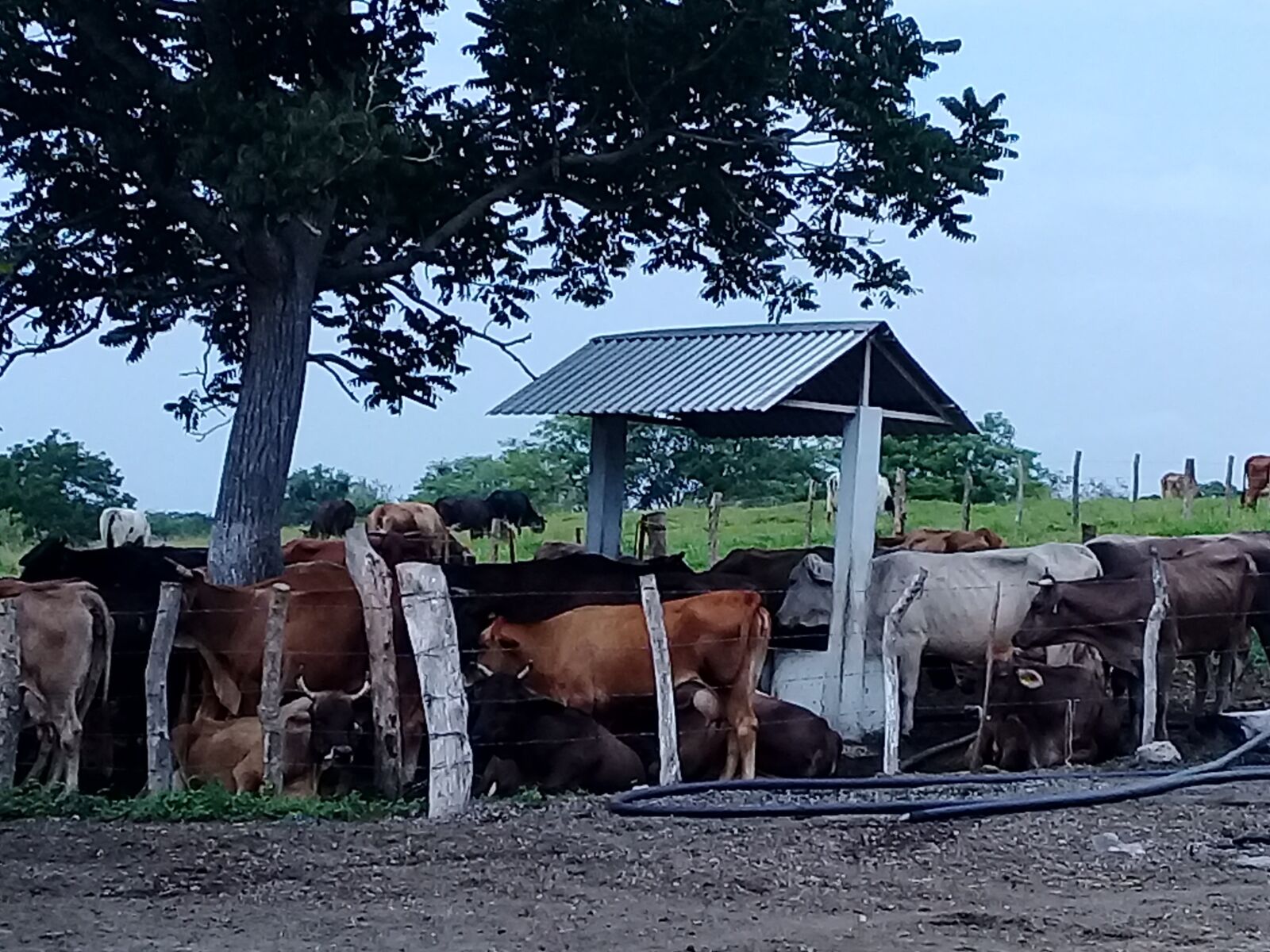 Samsung Galaxy J2 Prime sample photo. Livestock, dual purpose, veracruz photography
