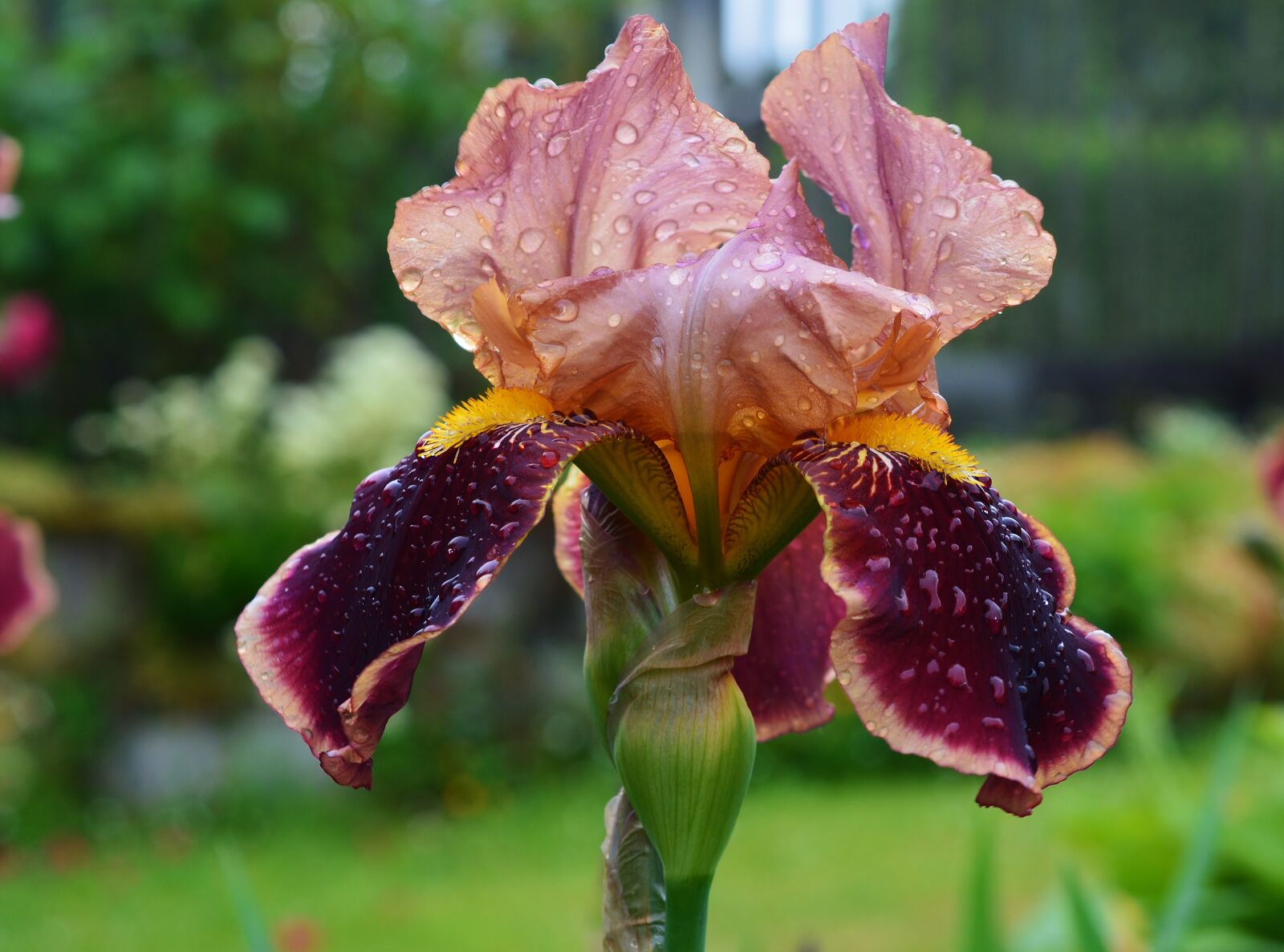 Nikon D5200 sample photo. Iris, garden, blossom photography