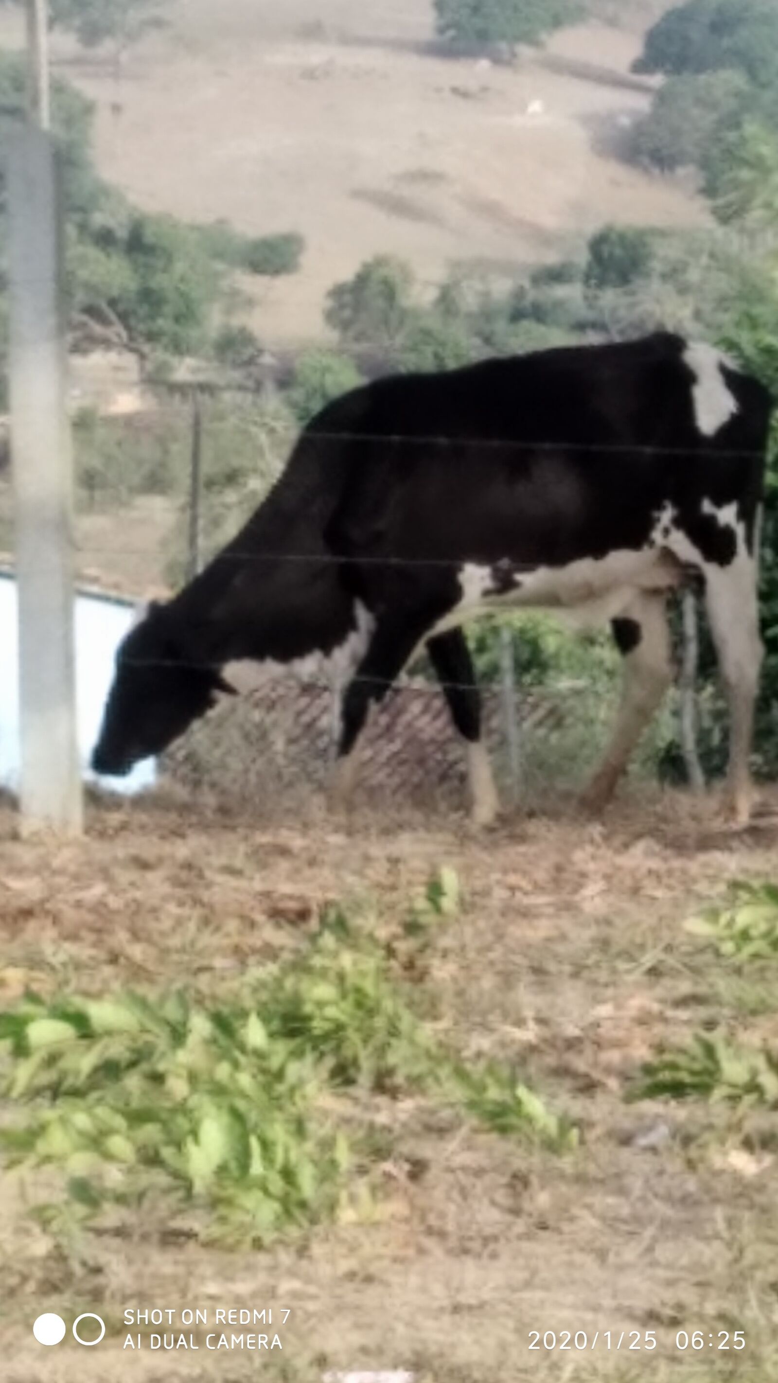 Xiaomi Redmi 7 sample photo. Cow, farm, roça photography