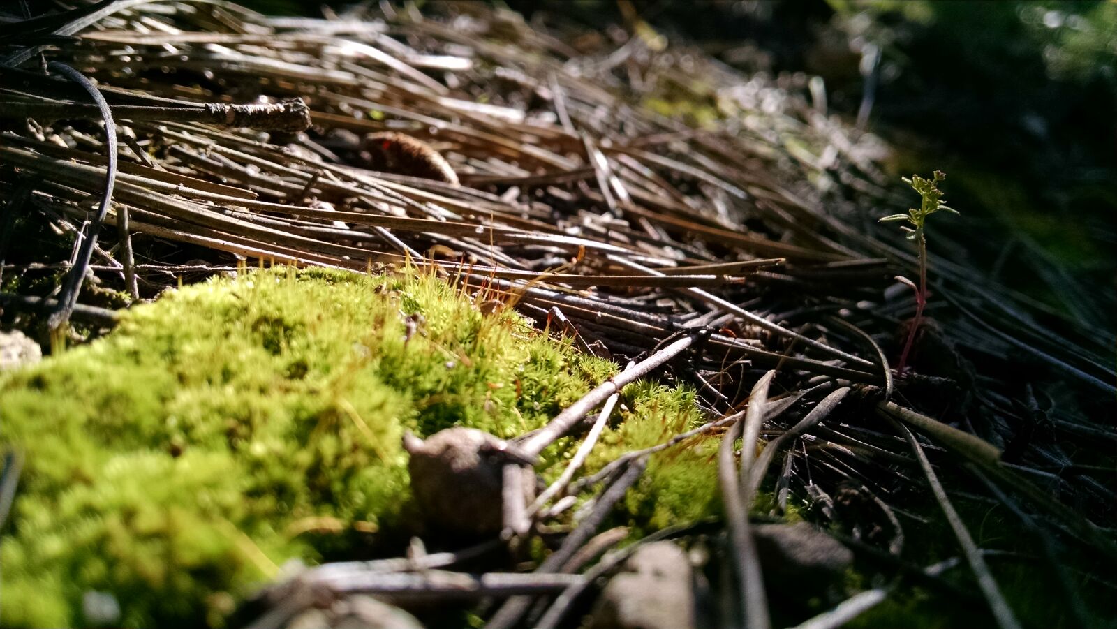 Motorola XT1080 sample photo