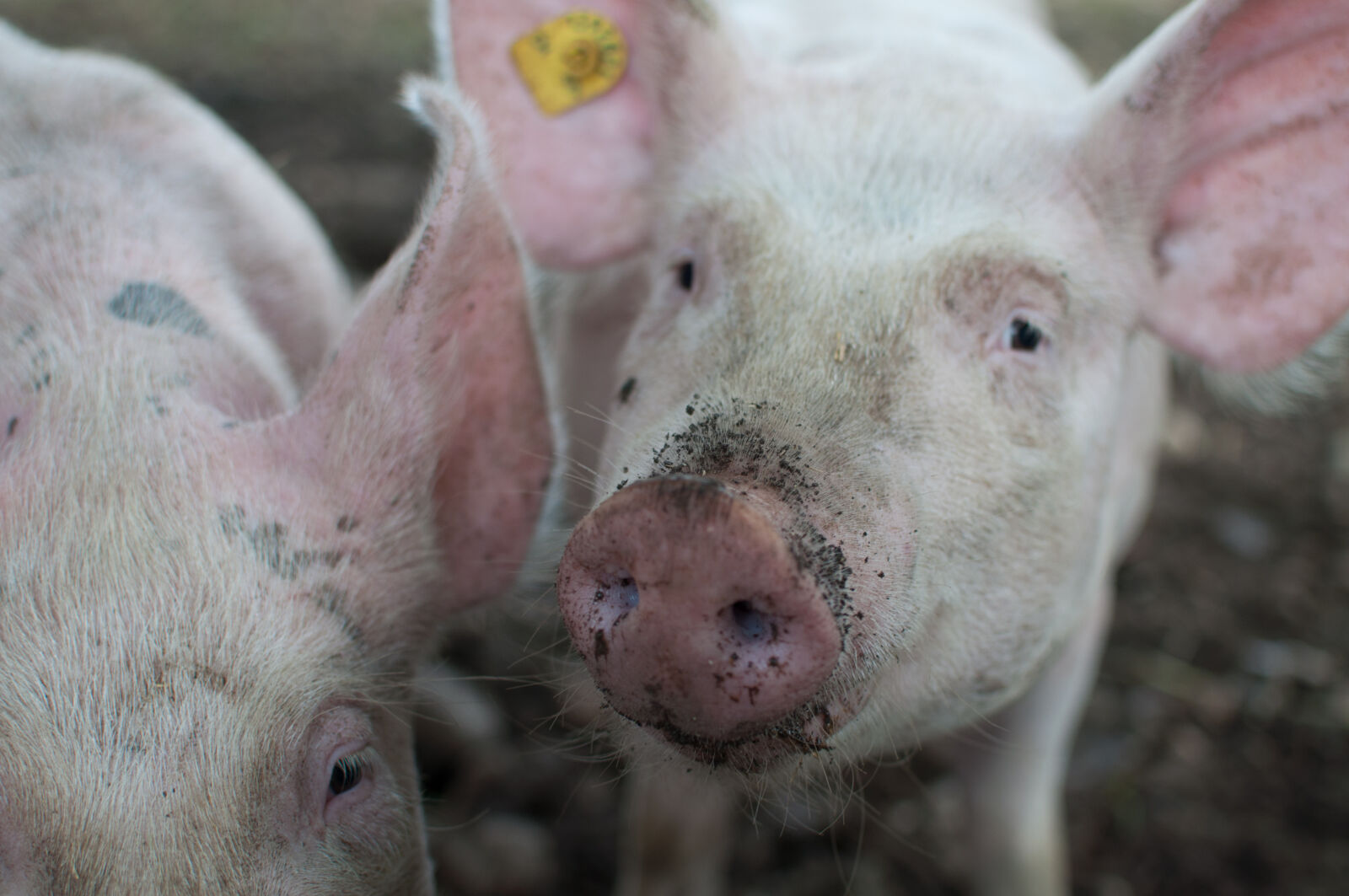 Nikon AF-S DX Nikkor 35mm F1.8G sample photo. Dirty, animal, farm, farmer photography