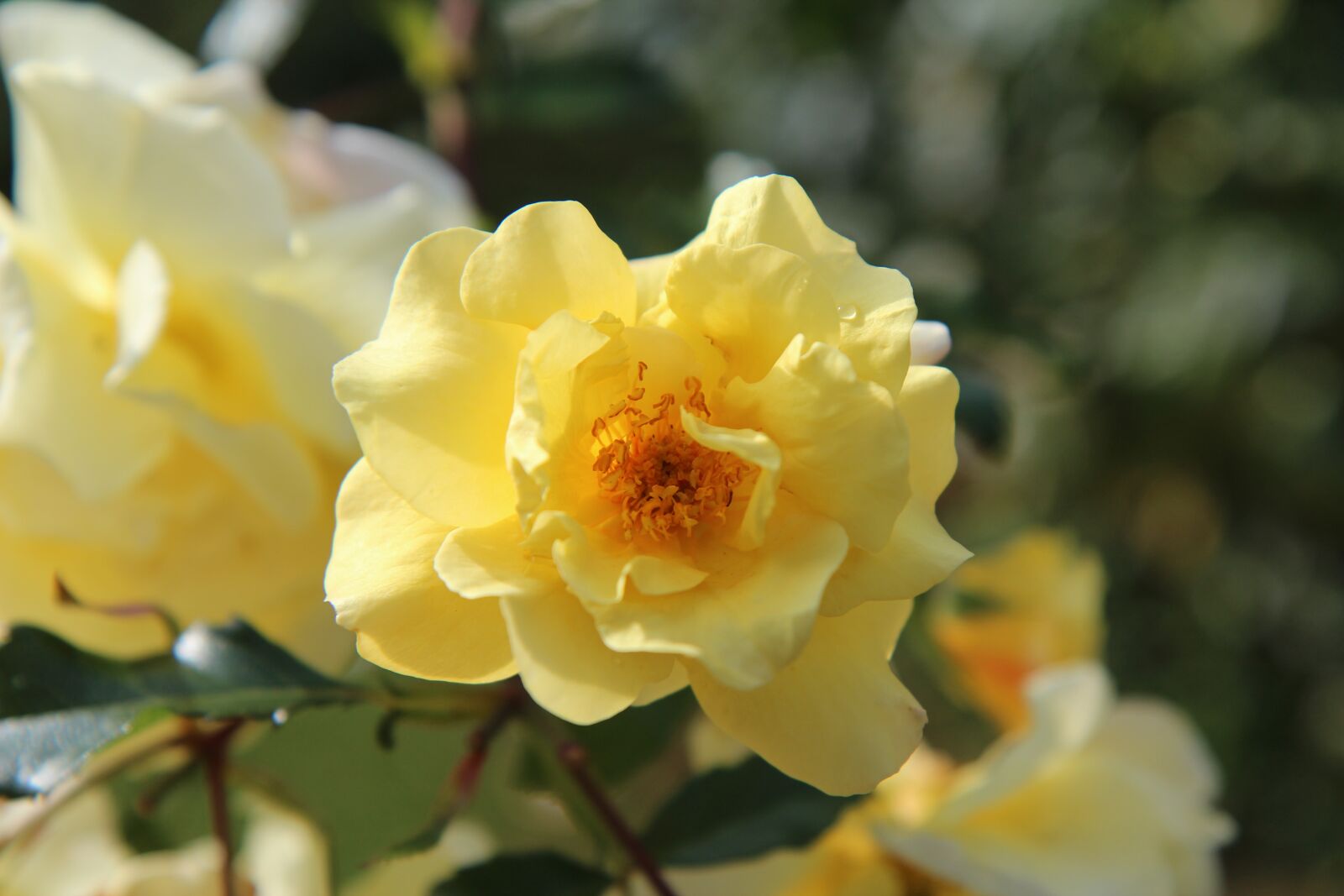 Canon EOS 600D (Rebel EOS T3i / EOS Kiss X5) sample photo. Yellow rose, pink blossomed photography