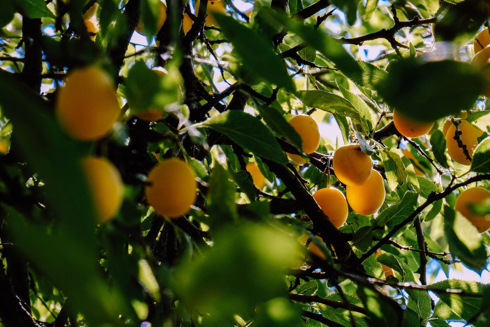 Fujifilm X-T2 + Fujifilm XF 18-135mm F3.5-5.6 R LM OIS WR sample photo. Mirabelle, plum, fruit photography