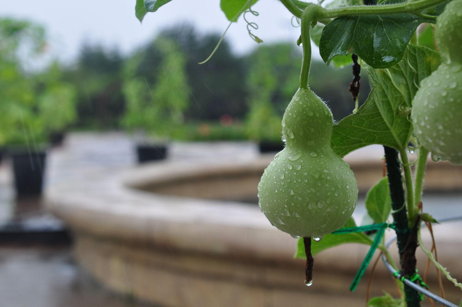 Nikon D90 sample photo. Gourd, green, han river photography
