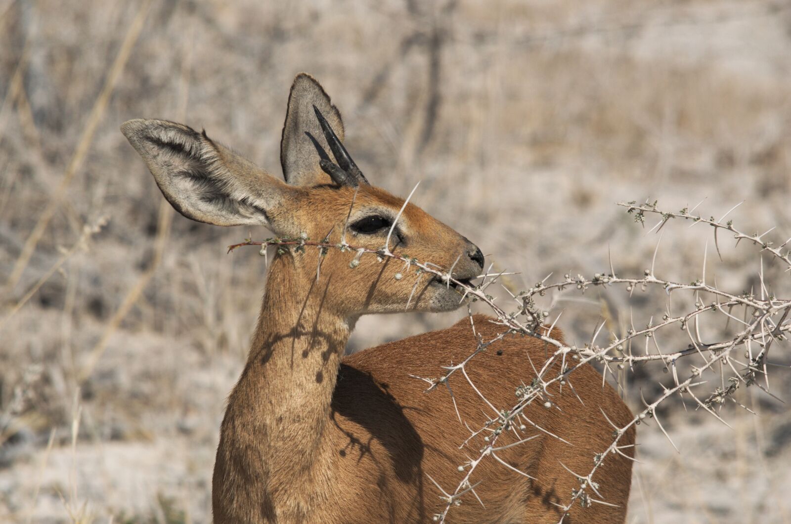 Nikon D5100 sample photo. Dikdik, animal, prickly photography