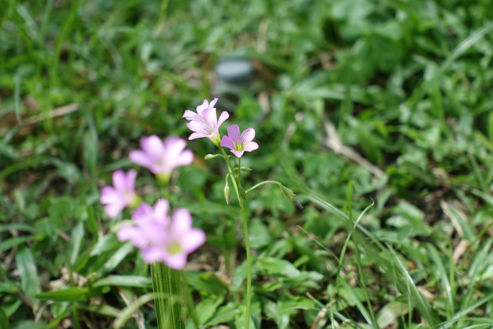Sony Cyber-shot DSC-RX100 III sample photo. Flowers, grass, green photography