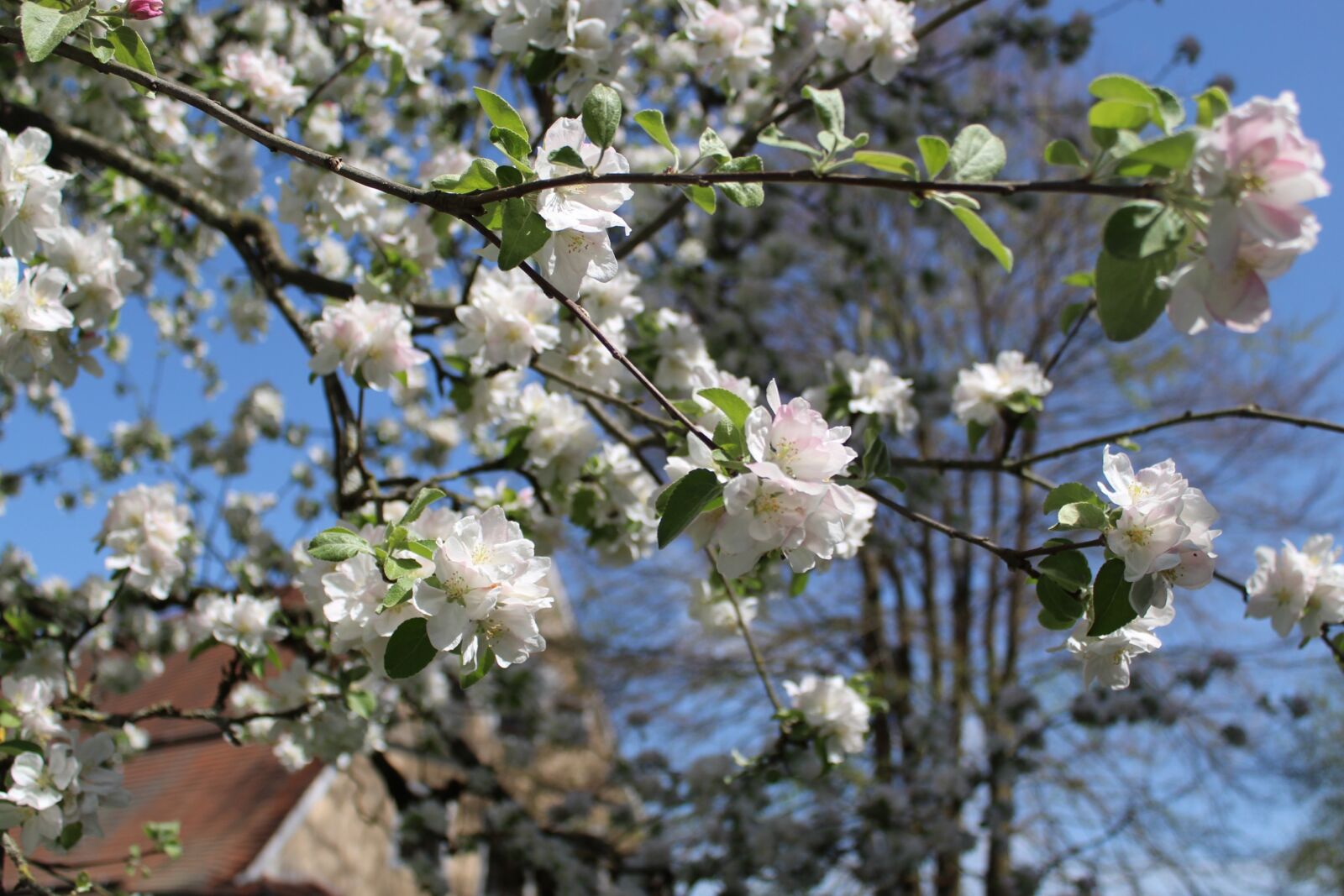 Canon EOS 1300D (EOS Rebel T6 / EOS Kiss X80) sample photo. Apple tree, apple blossoms photography