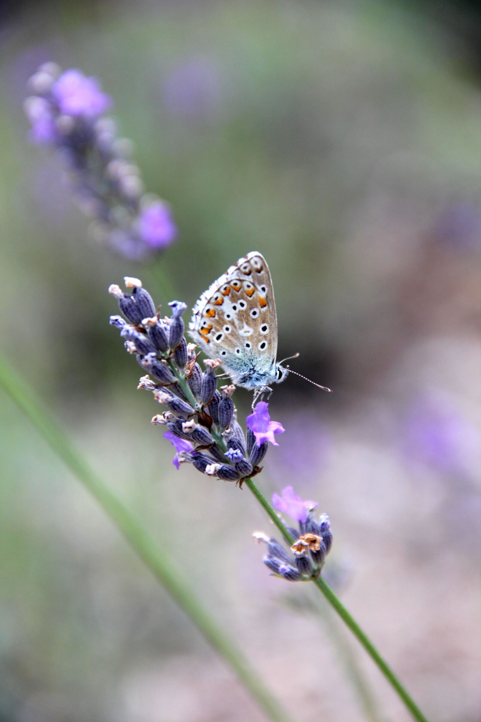 Canon EOS 550D (EOS Rebel T2i / EOS Kiss X4) sample photo. Butterfly, nature, insect photography