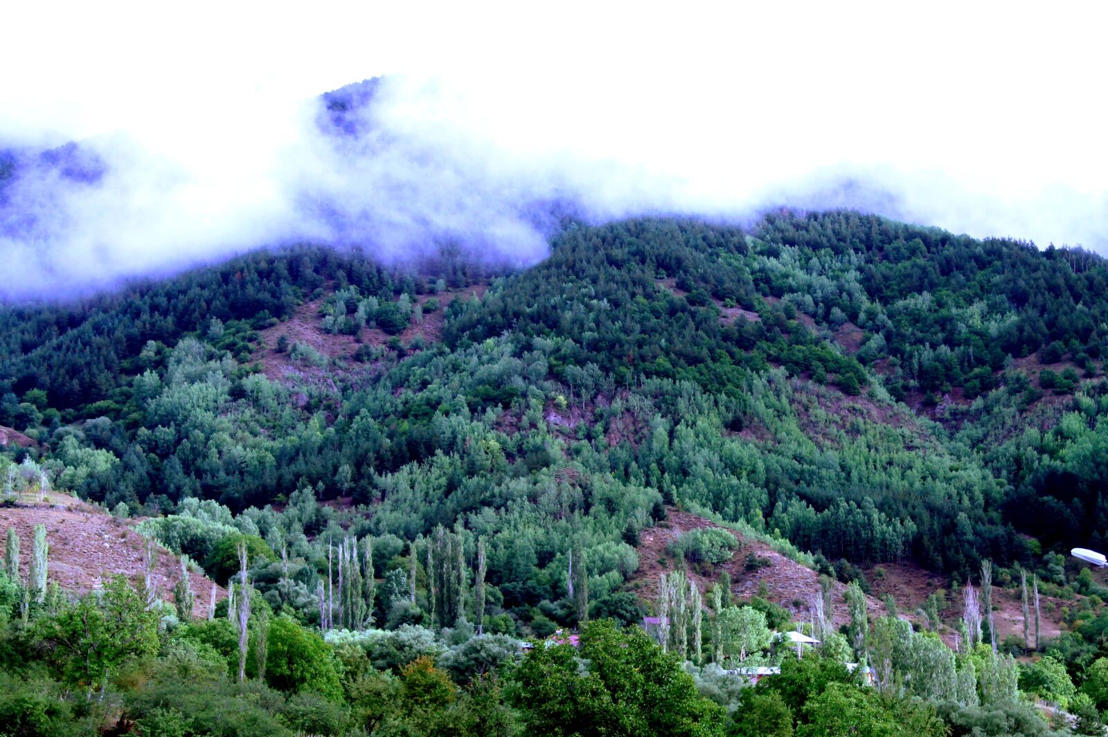 Canon EOS 1100D (EOS Rebel T3 / EOS Kiss X50) sample photo. Landscape, nature, forest photography