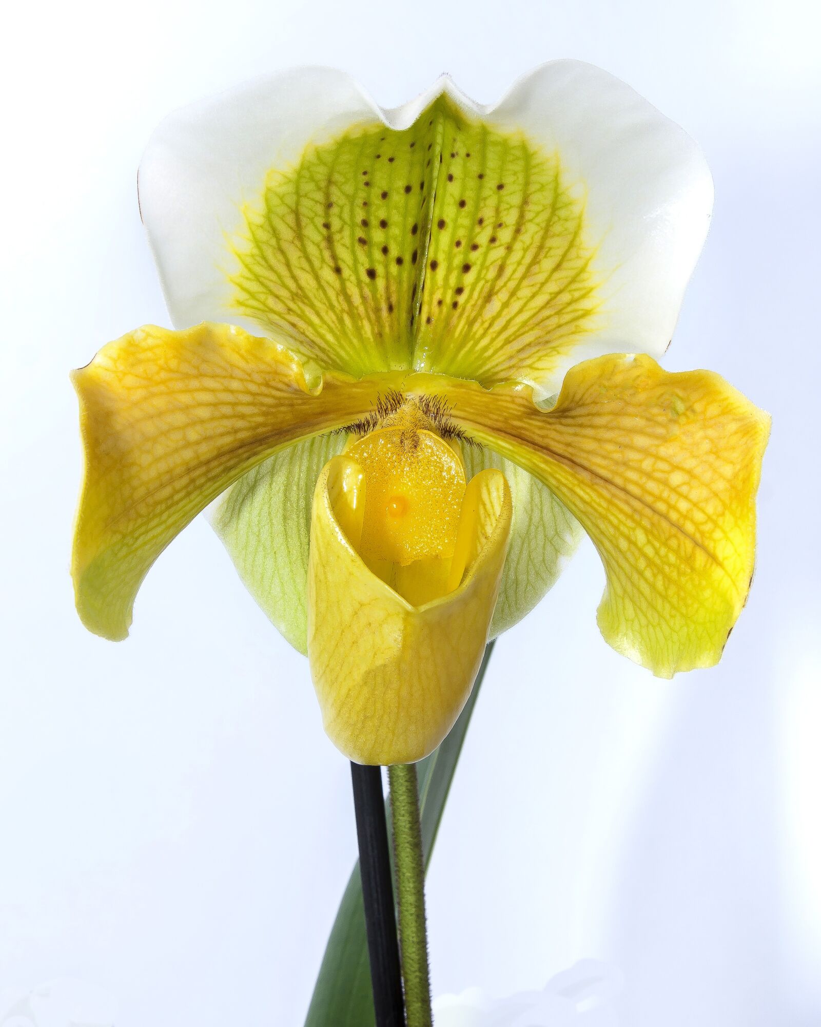 Canon EOS 50D + Canon EF 24-105mm F4L IS USM sample photo. Frauenschuh, orchid, yellow photography