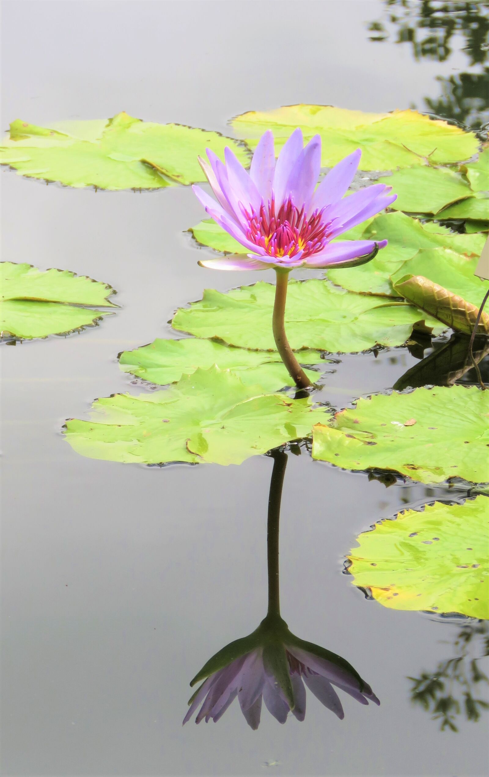 Canon PowerShot SX60 HS sample photo. Lotus, pond, flower photography