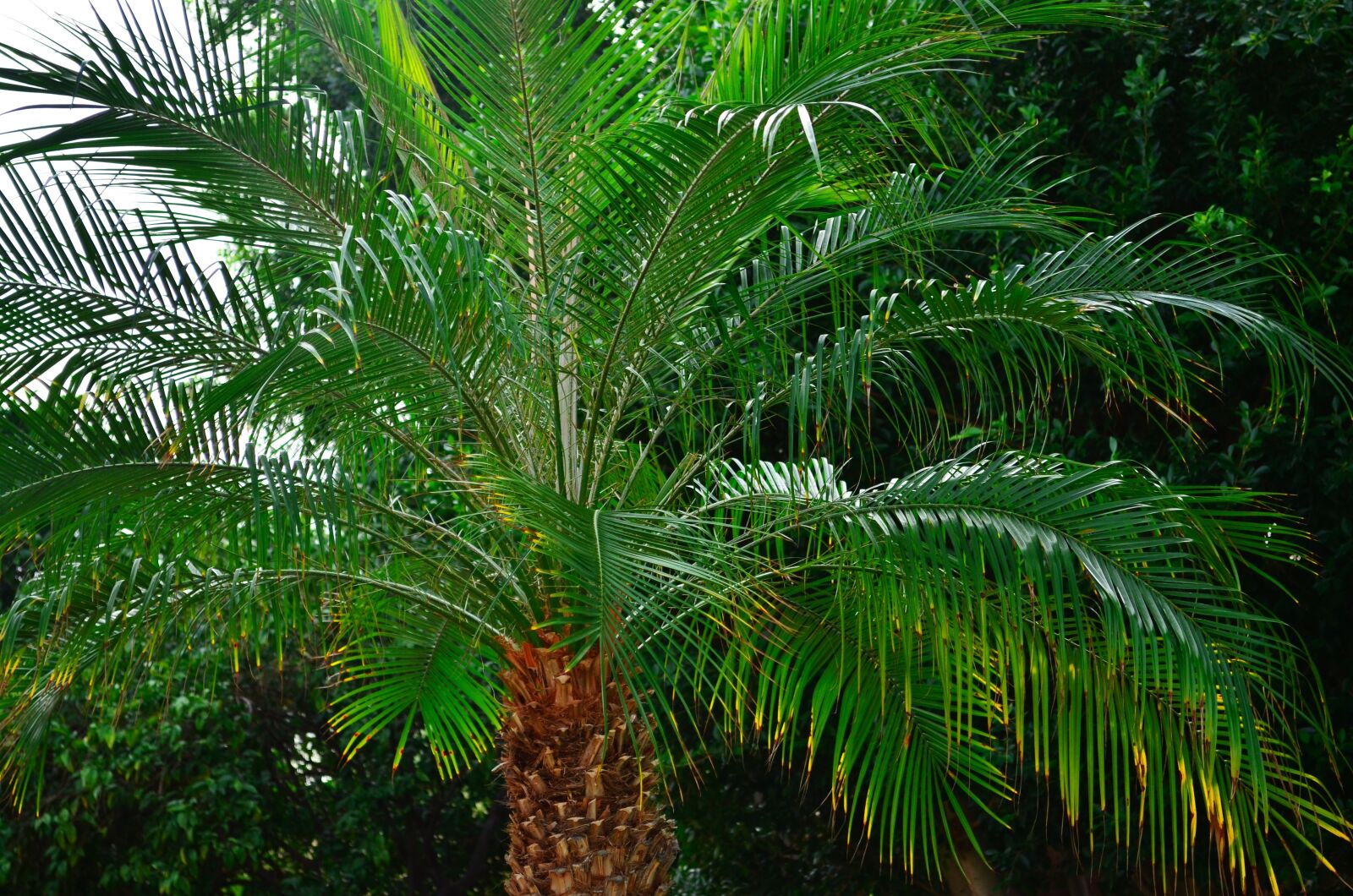 Nikon D5100 sample photo. Palm tree, tropical, desert photography