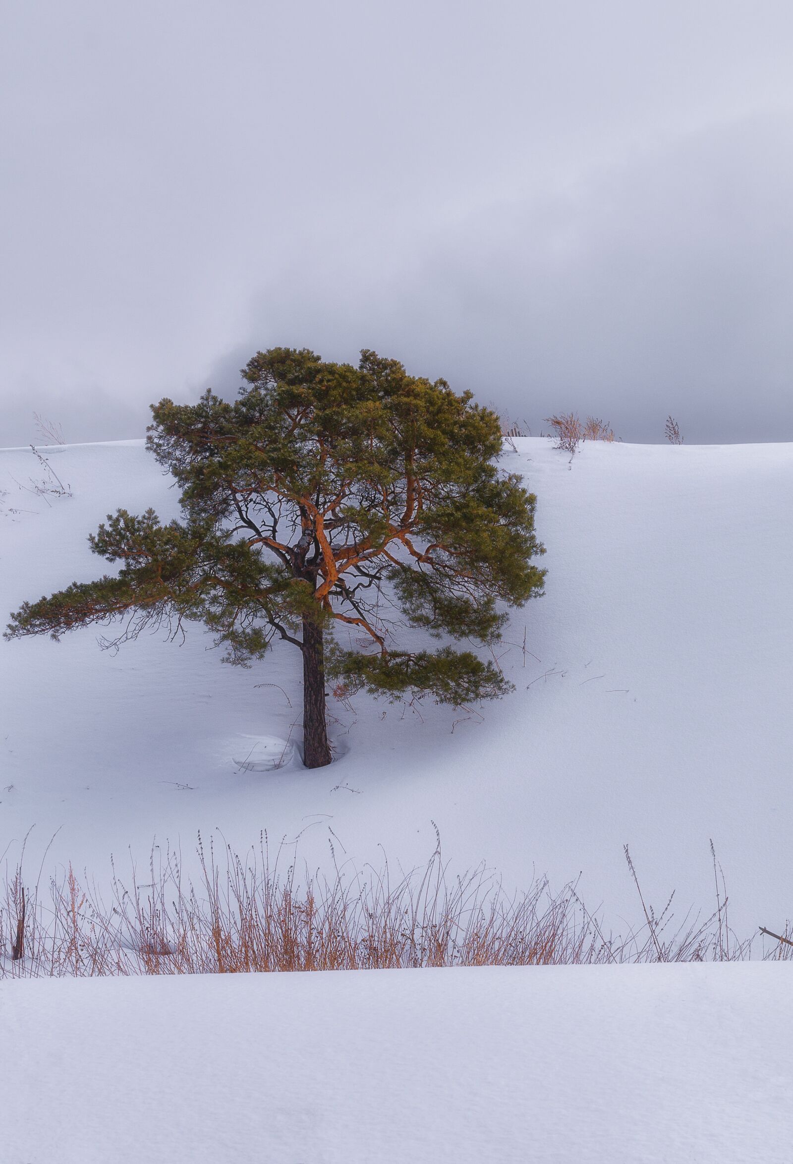 Pentax K-500 sample photo. Snow, pine, cloud photography