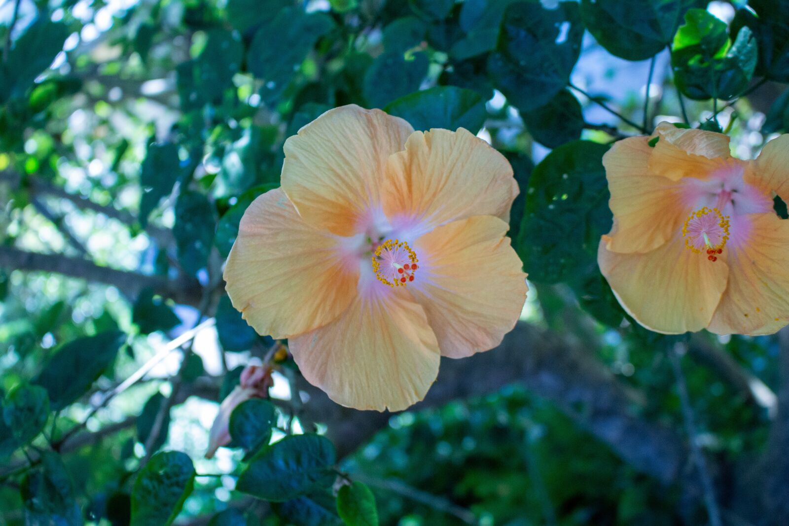 Canon EOS 700D (EOS Rebel T5i / EOS Kiss X7i) sample photo. Flower, yellow, nature photography