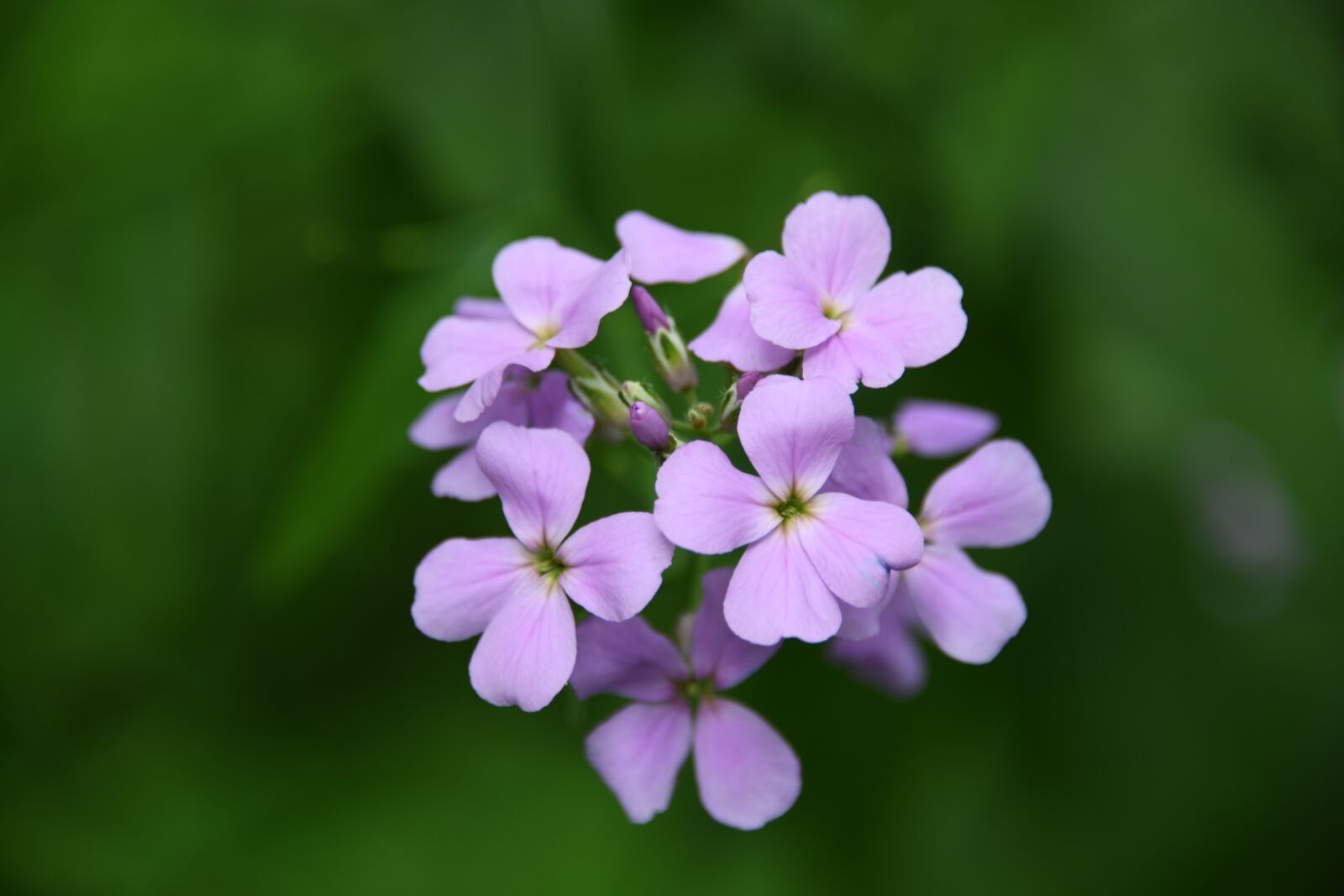 Nikon D850 sample photo. Phlox, flower, purple photography