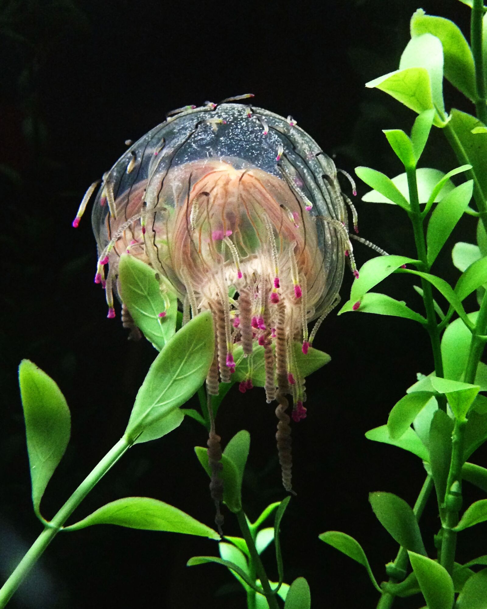 Apple iPhone 5 sample photo. Exotic, sealife, aquarium photography