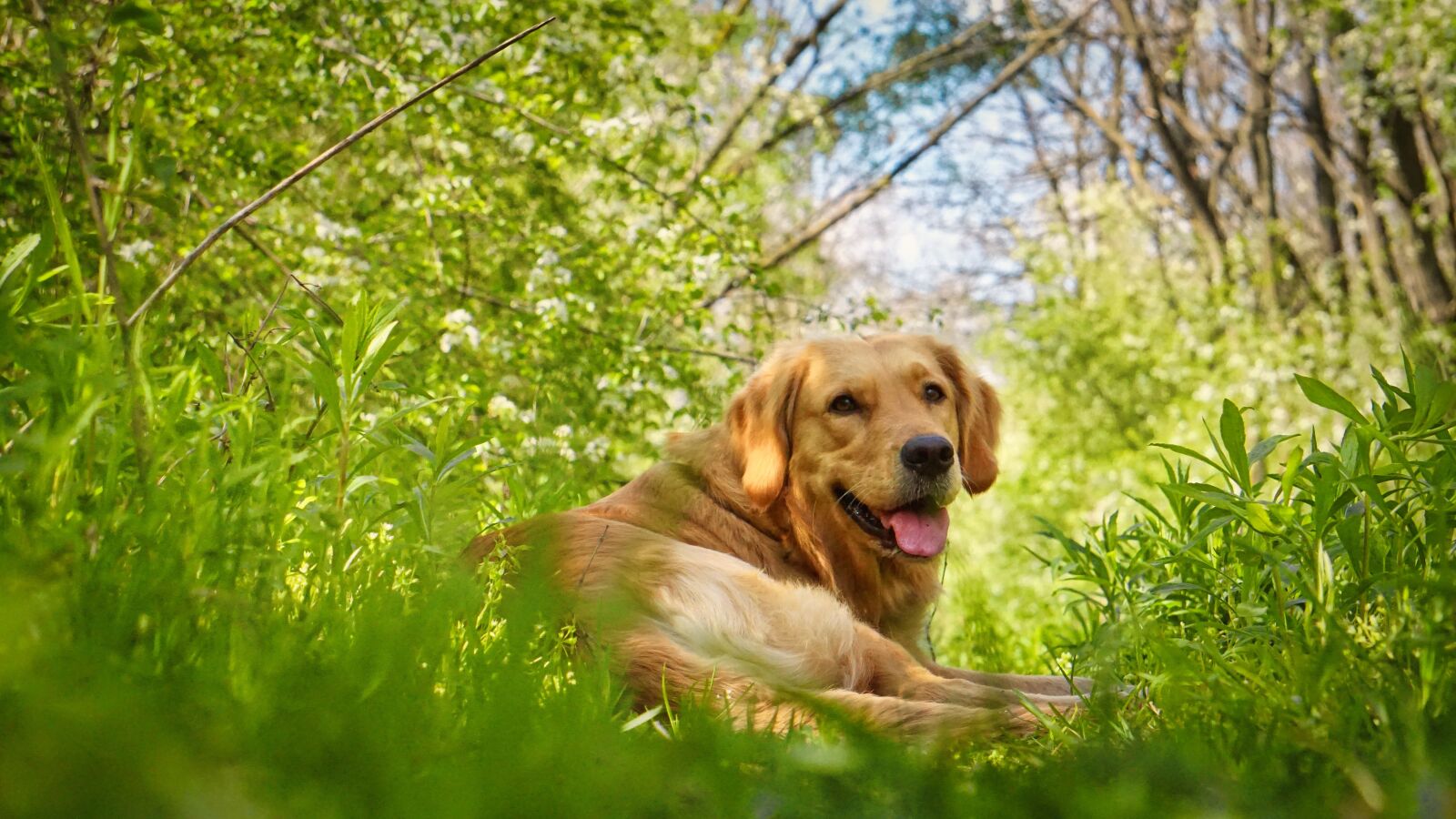 Sony E 55-210mm F4.5-6.3 OSS sample photo. Dog, dogs, puppy photography