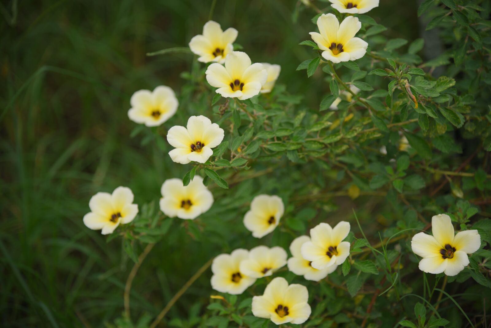 Nikon D750 sample photo. Flowers, nature, summer photography