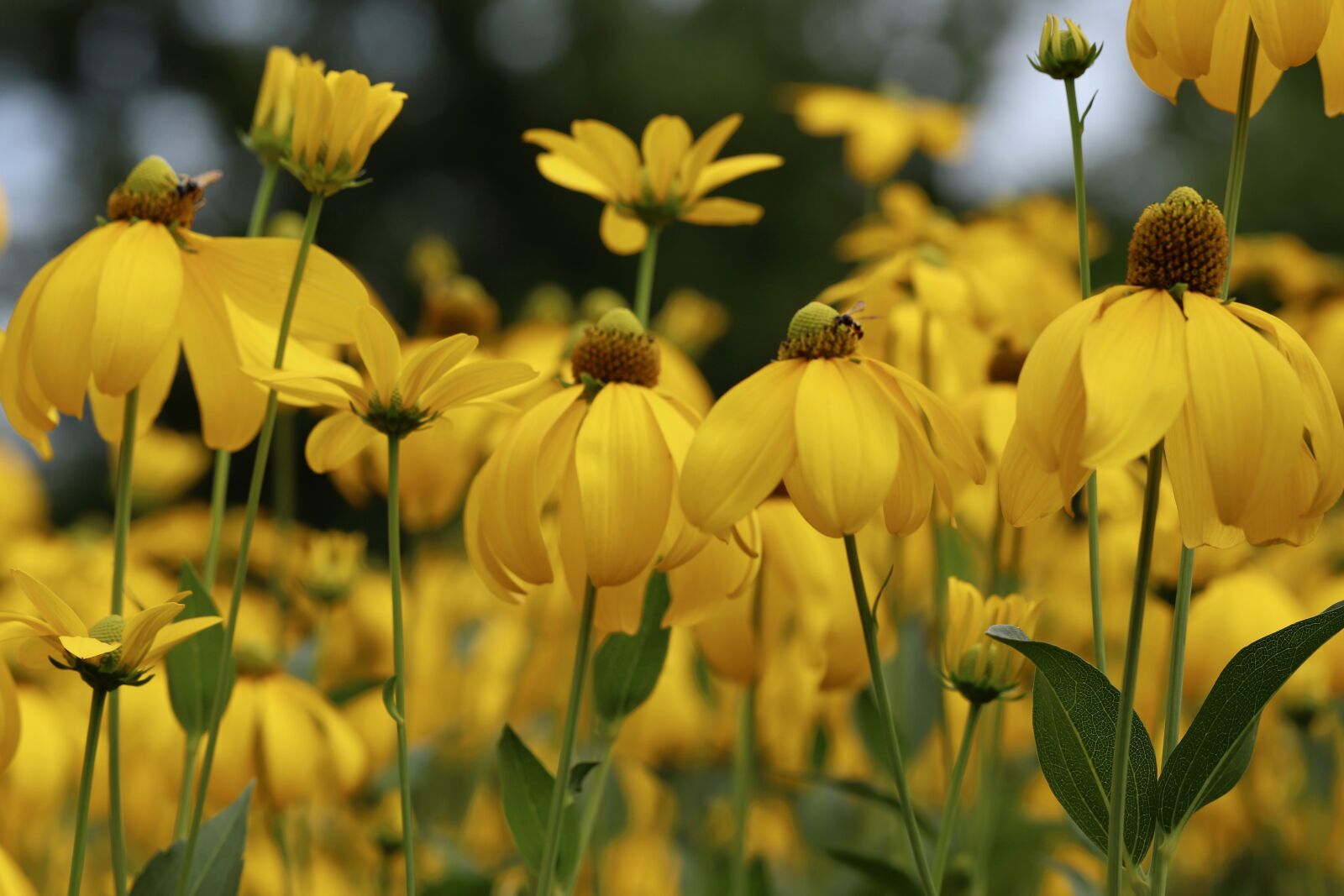 Canon EOS 800D (EOS Rebel T7i / EOS Kiss X9i) sample photo. Rudbeckia, autumn sun, bl photography