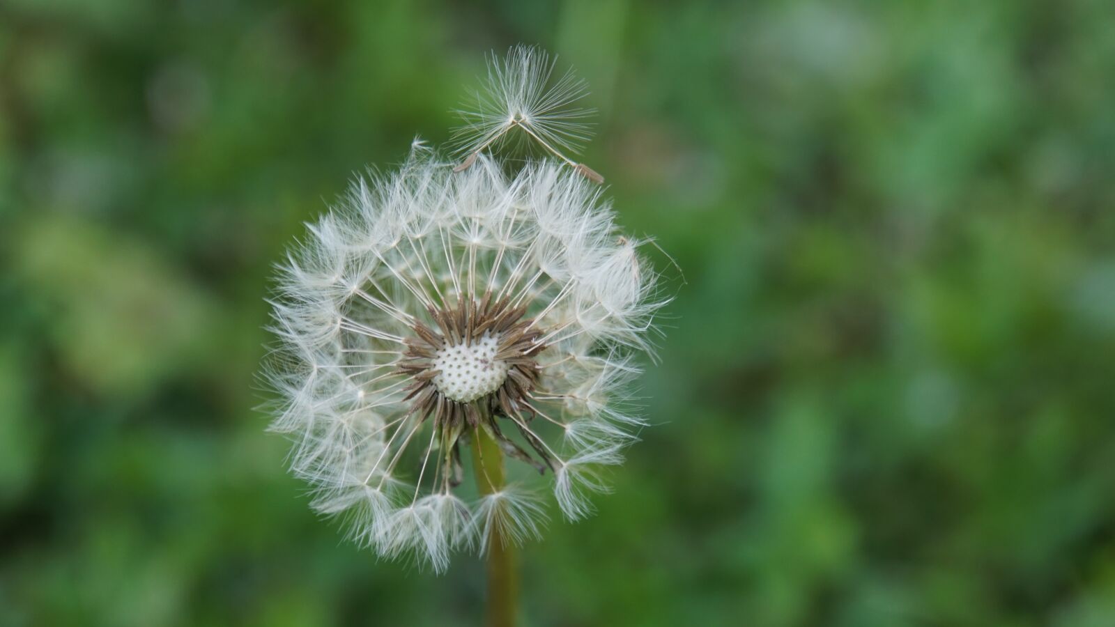 Sony E 18-200mm F3.5-6.3 OSS LE sample photo. Dandelion, seeds, nature photography