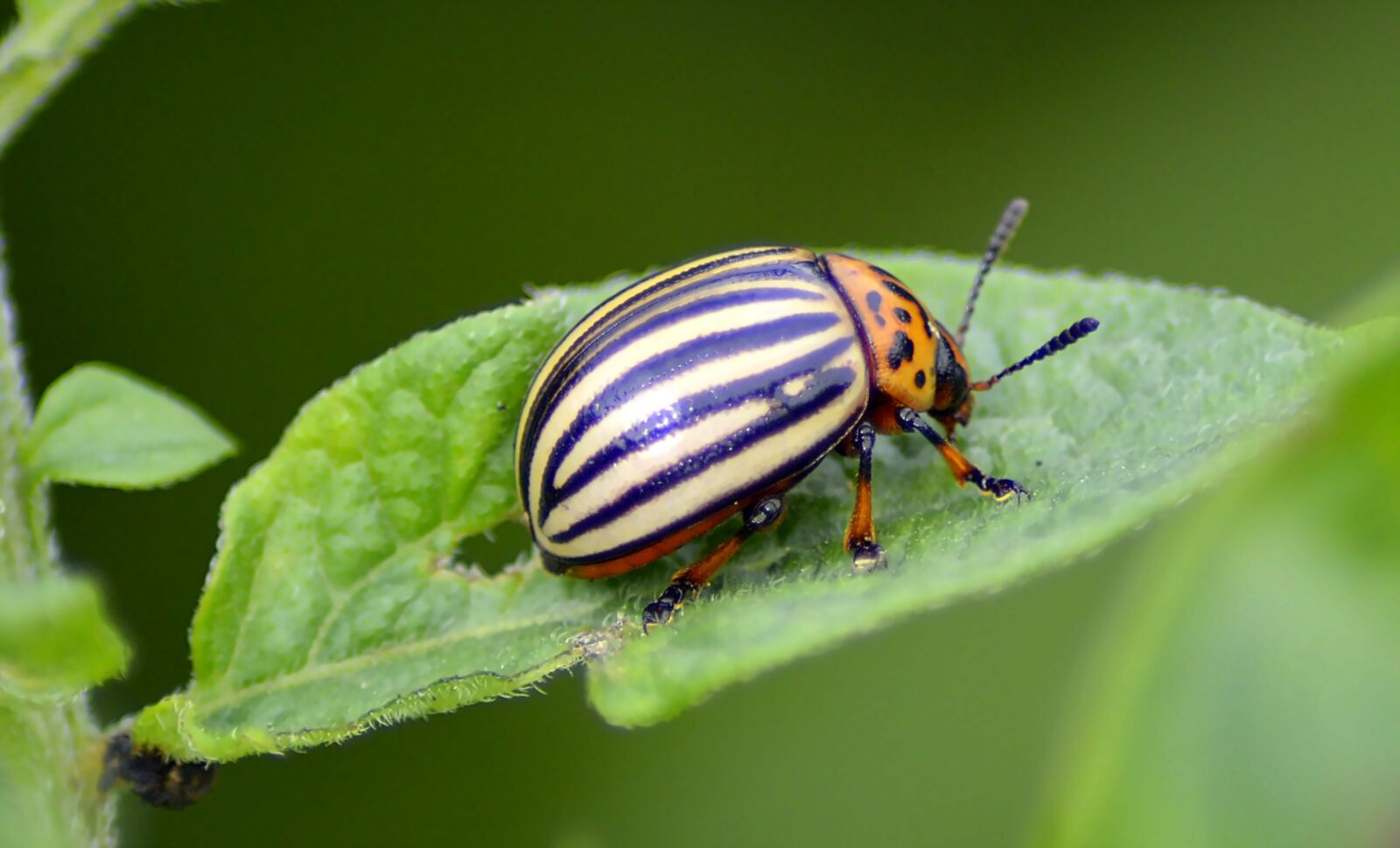 Nikon D3200 sample photo. Beetle, potato beetle, insect photography