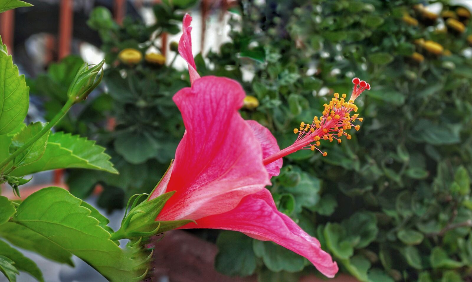 Sony a6300 sample photo. Red hibiscus, tropical hibiscus photography