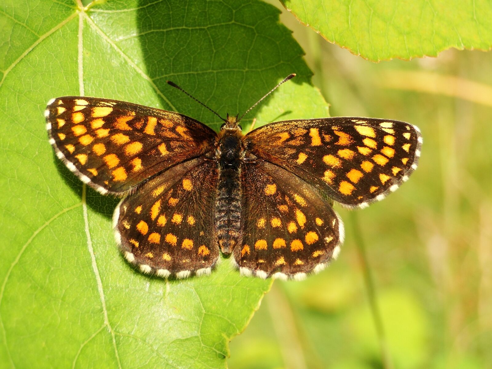 Sony Cyber-shot DSC-HX1 sample photo. Butterfly day, insect, nature photography