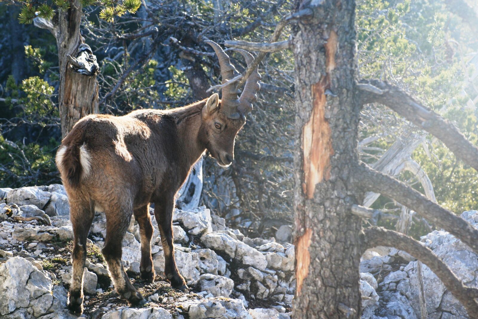 Canon EOS 350D (EOS Digital Rebel XT / EOS Kiss Digital N) sample photo. Capricorn alpine ibex, ruminant photography