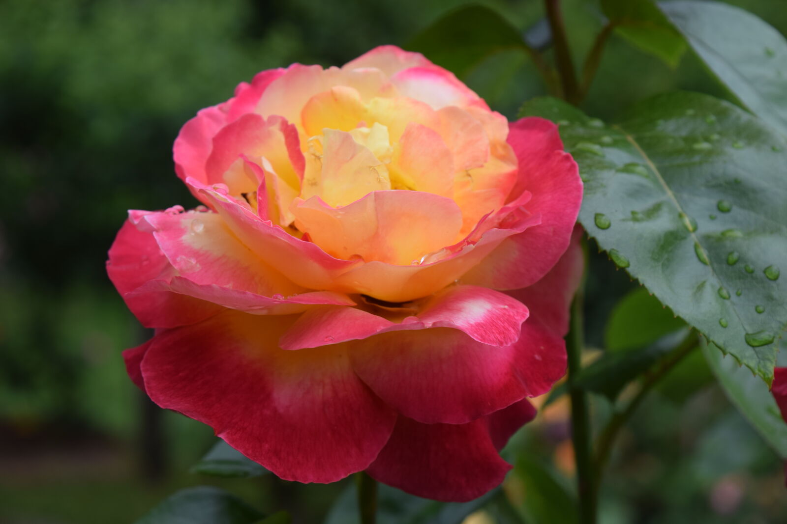 Nikon D3300 sample photo. Rose photography