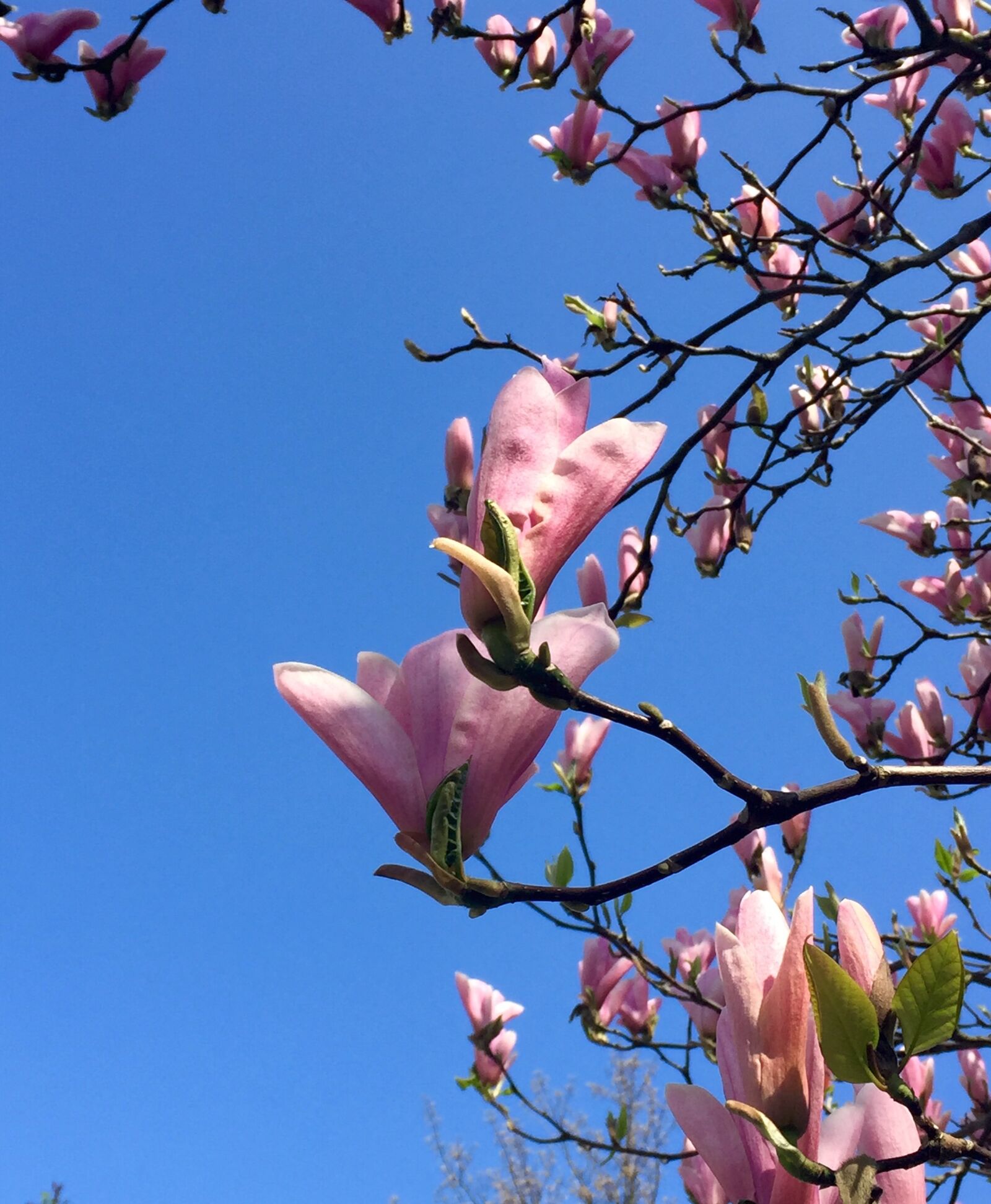 Apple iPhone 6 sample photo. Magnolia, blue skies, spring photography