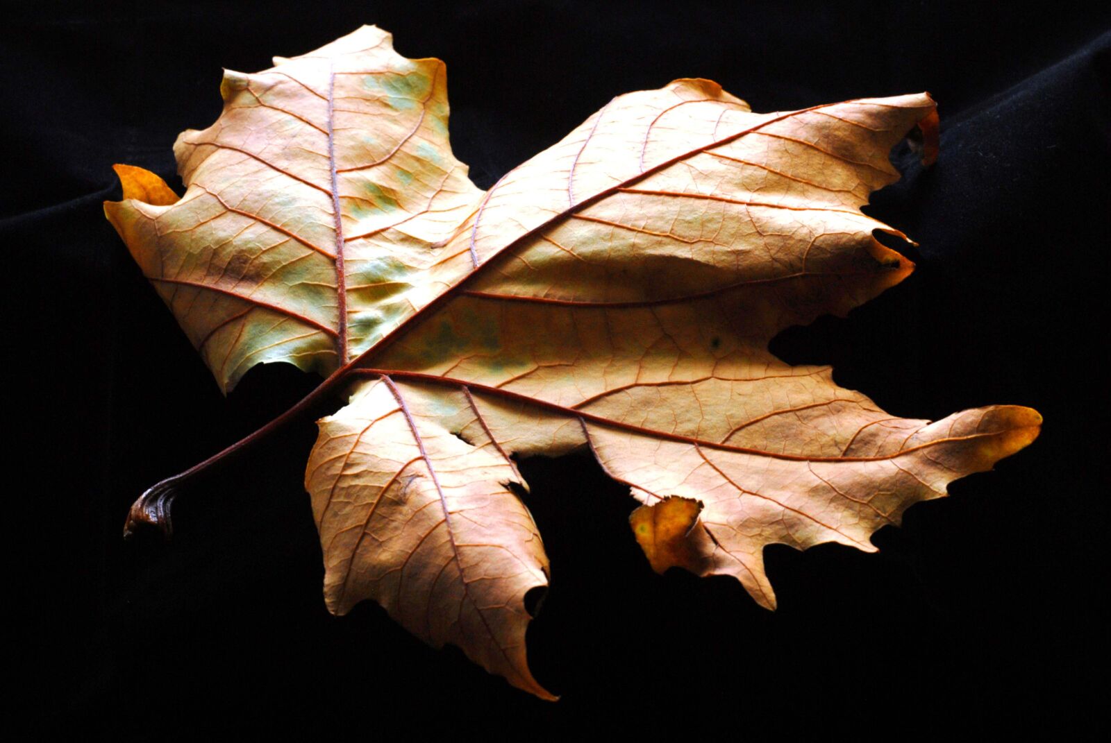 Nikon D200 sample photo. Autumn, sheet, sycamore photography