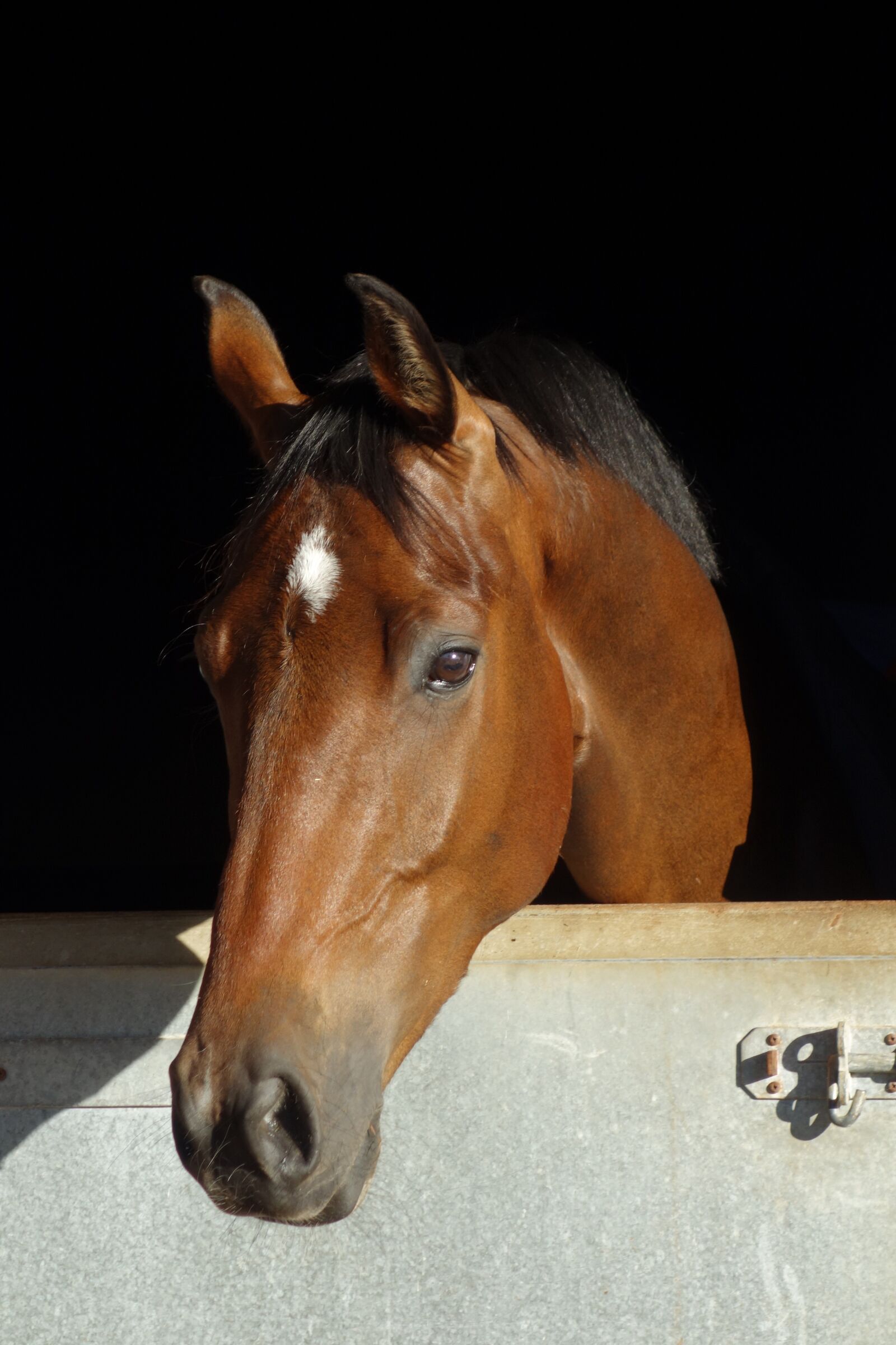 Sony Cyber-shot DSC-RX100 sample photo. Horse, horse head shot photography