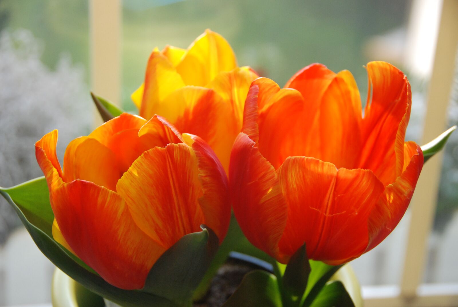 Nikon D80 sample photo. Tulip, flower, nature photography