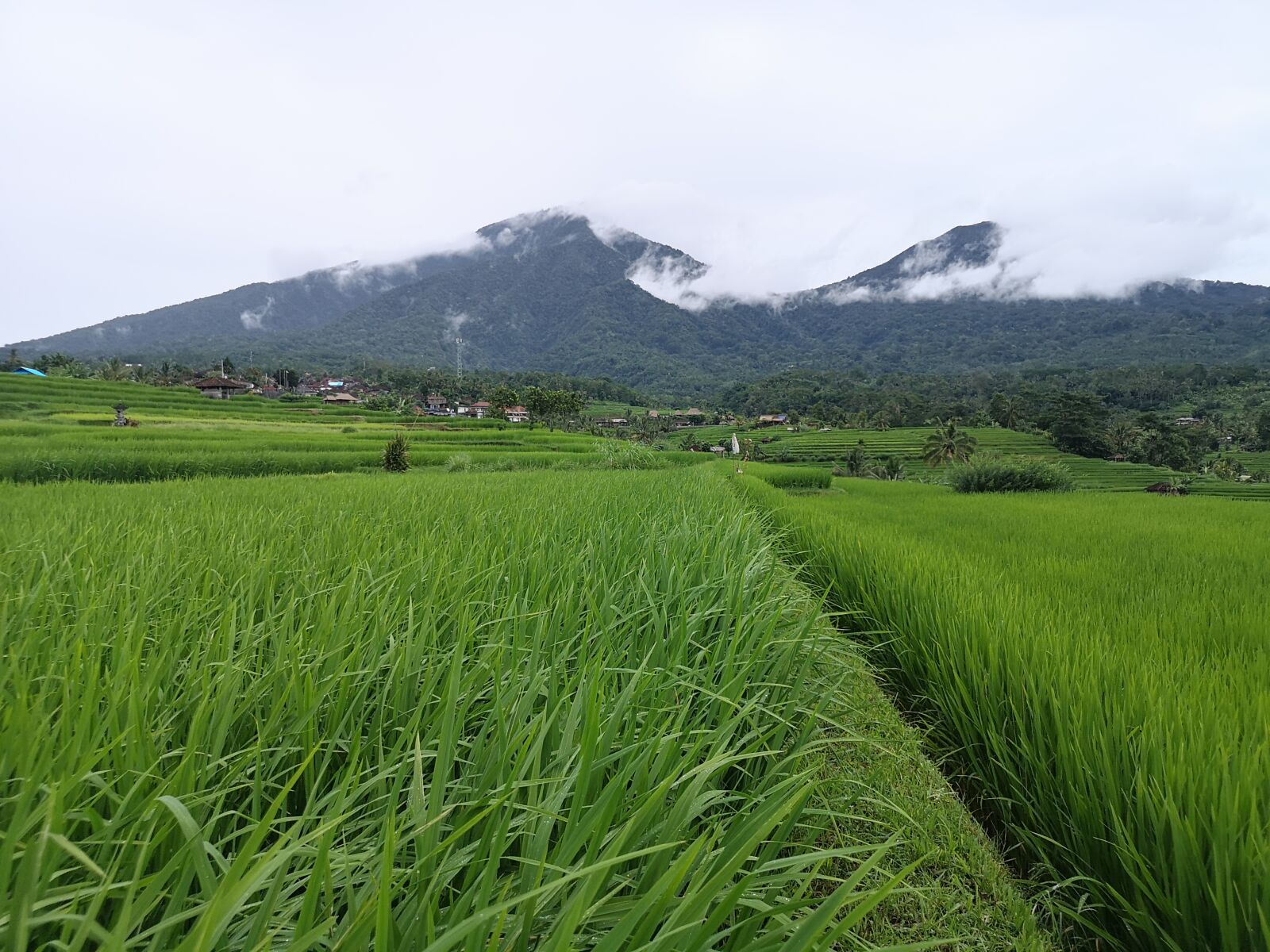 HUAWEI CLT-L09 sample photo. Paddy, mountain, bali photography