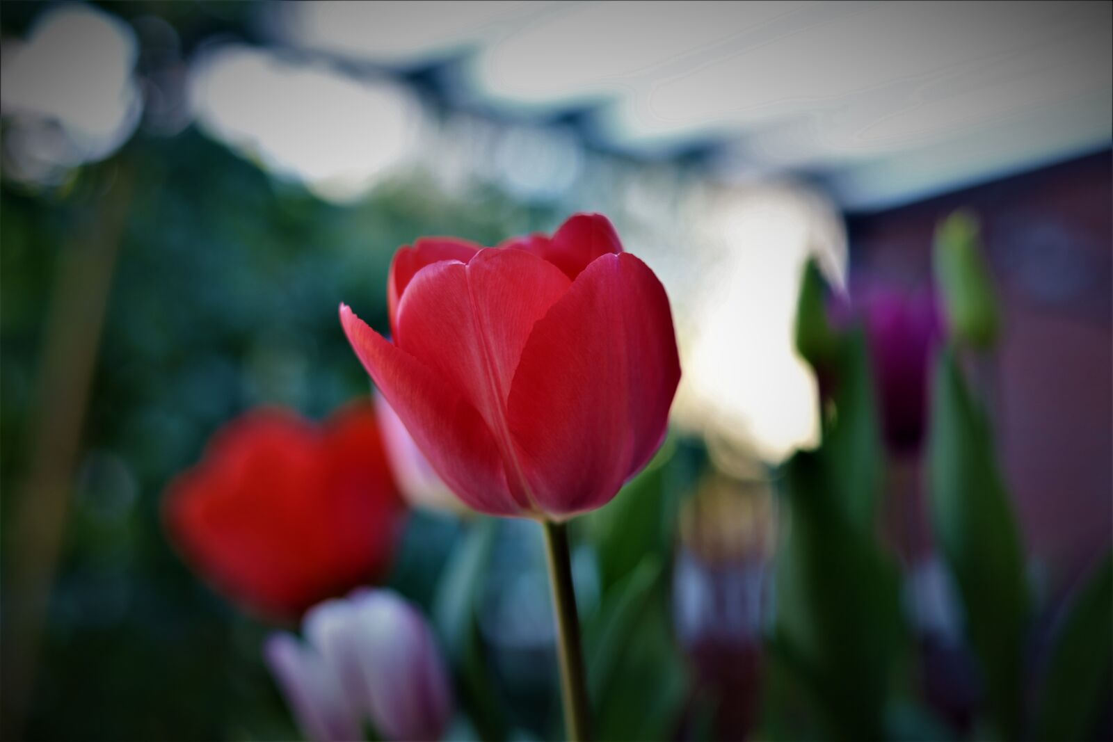 Canon EOS RP + Canon EF 50mm F1.8 STM sample photo. Tulips, flower, red photography