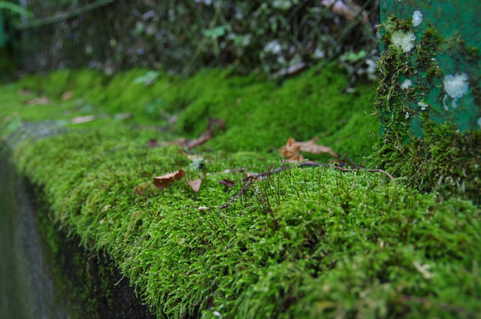 Pentax K-50 sample photo. Natural, moss, forest photography