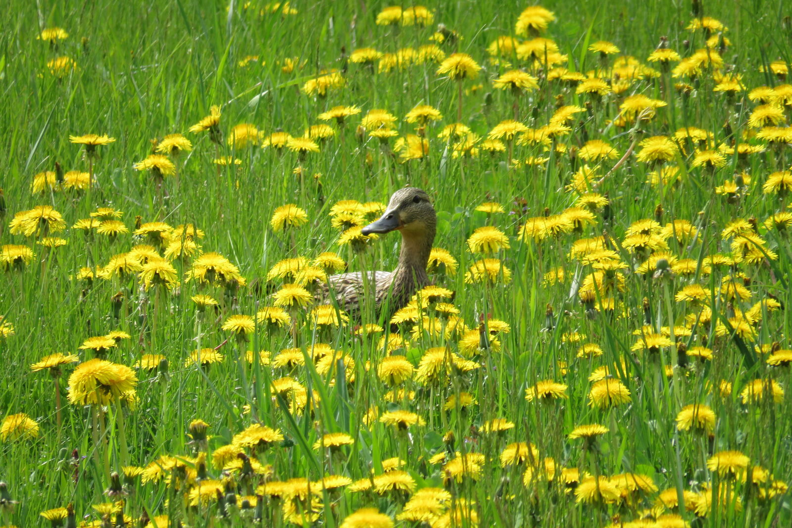 Canon PowerShot SX60 HS sample photo. Beautiful, flowers, daisy, duck photography