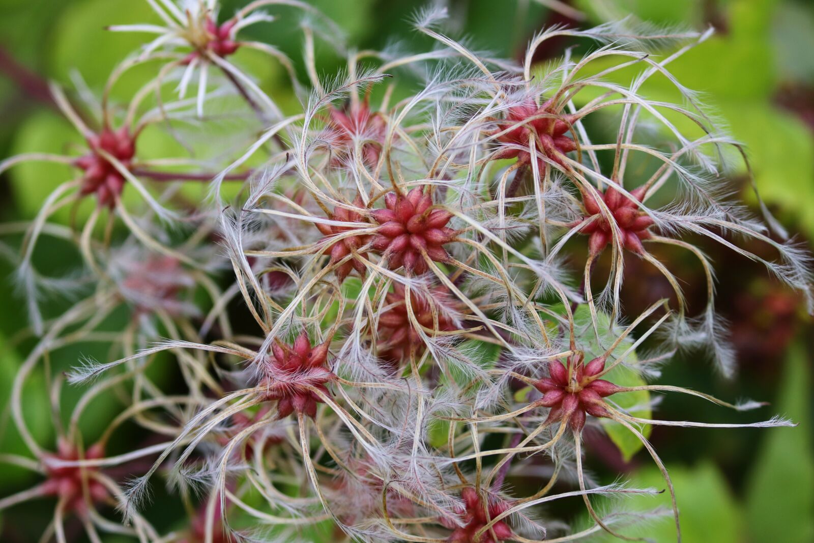 Canon EOS 200D (EOS Rebel SL2 / EOS Kiss X9) sample photo. Clematis, climber plant, nature photography