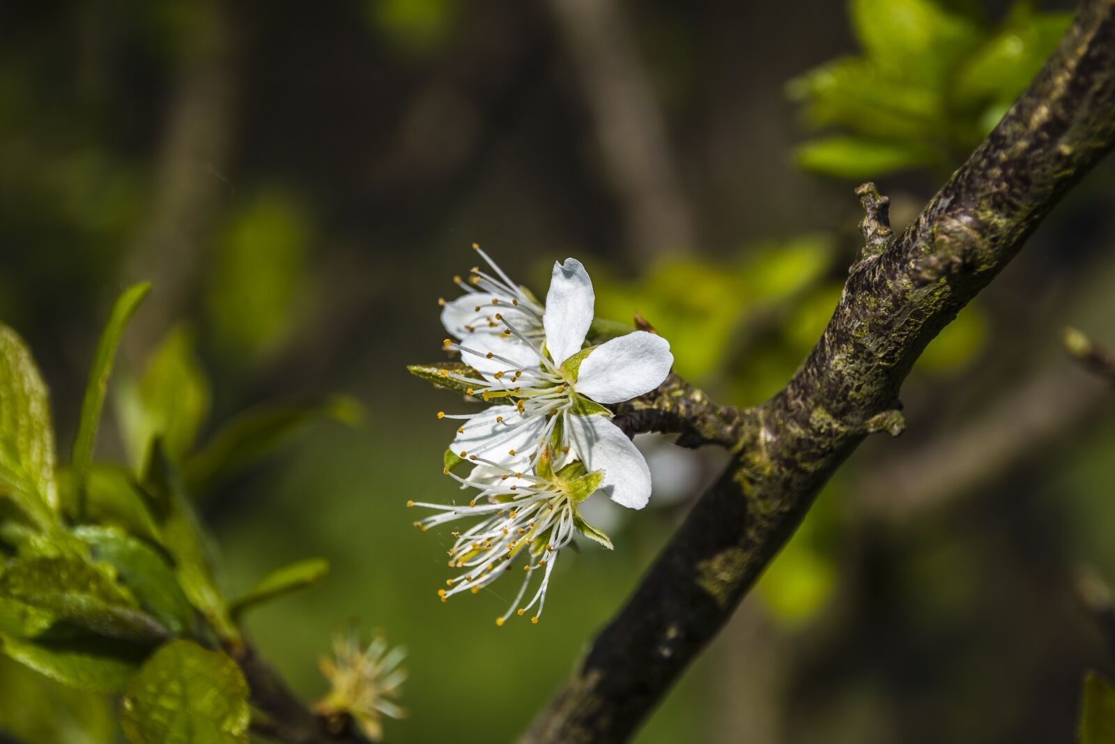 Nikon D7200 sample photo. Flower, tree, blossom photography