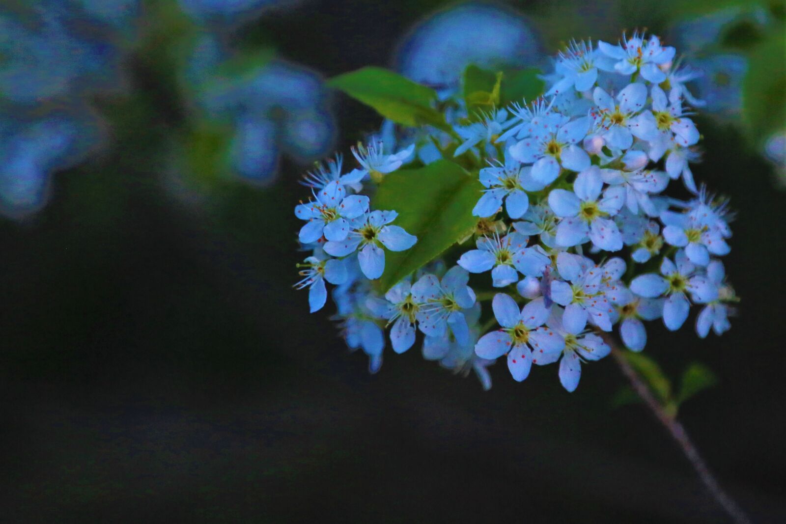 Canon EOS 5D Mark III sample photo. Flower, nature, spring photography