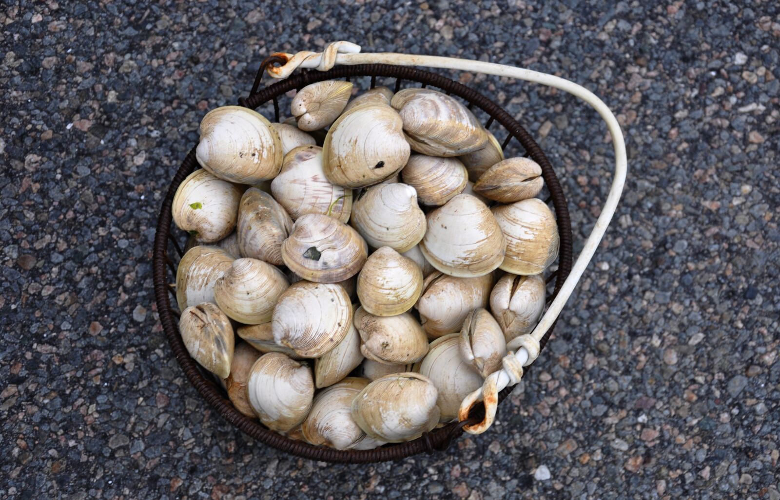 Nikon D90 sample photo. Clams, cape cod, shellfish photography