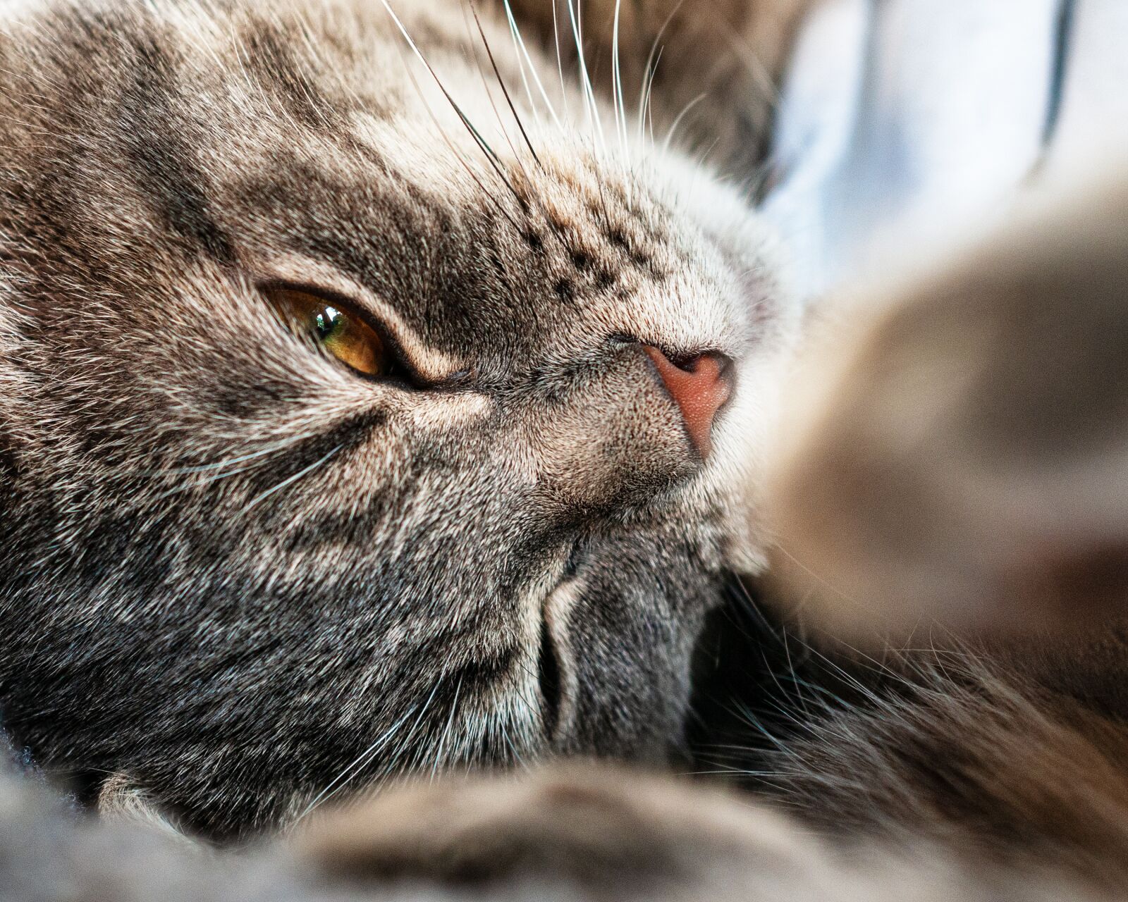 Nikon D300S sample photo. Cat, close up, macro photography