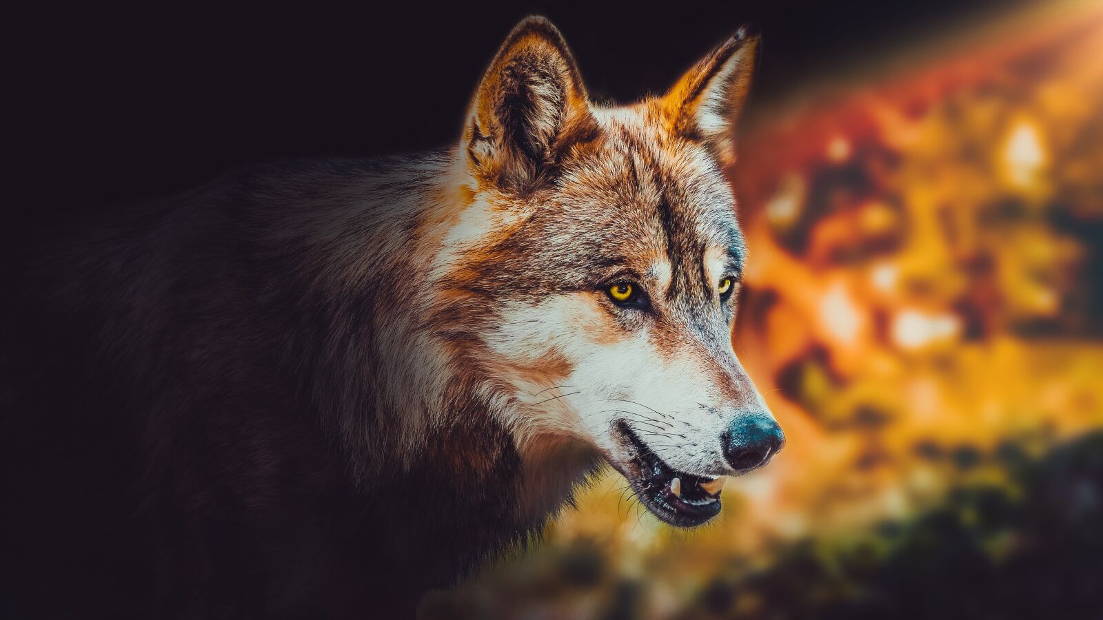 Sony a6000 sample photo. Wallpaper, background, wolf photography
