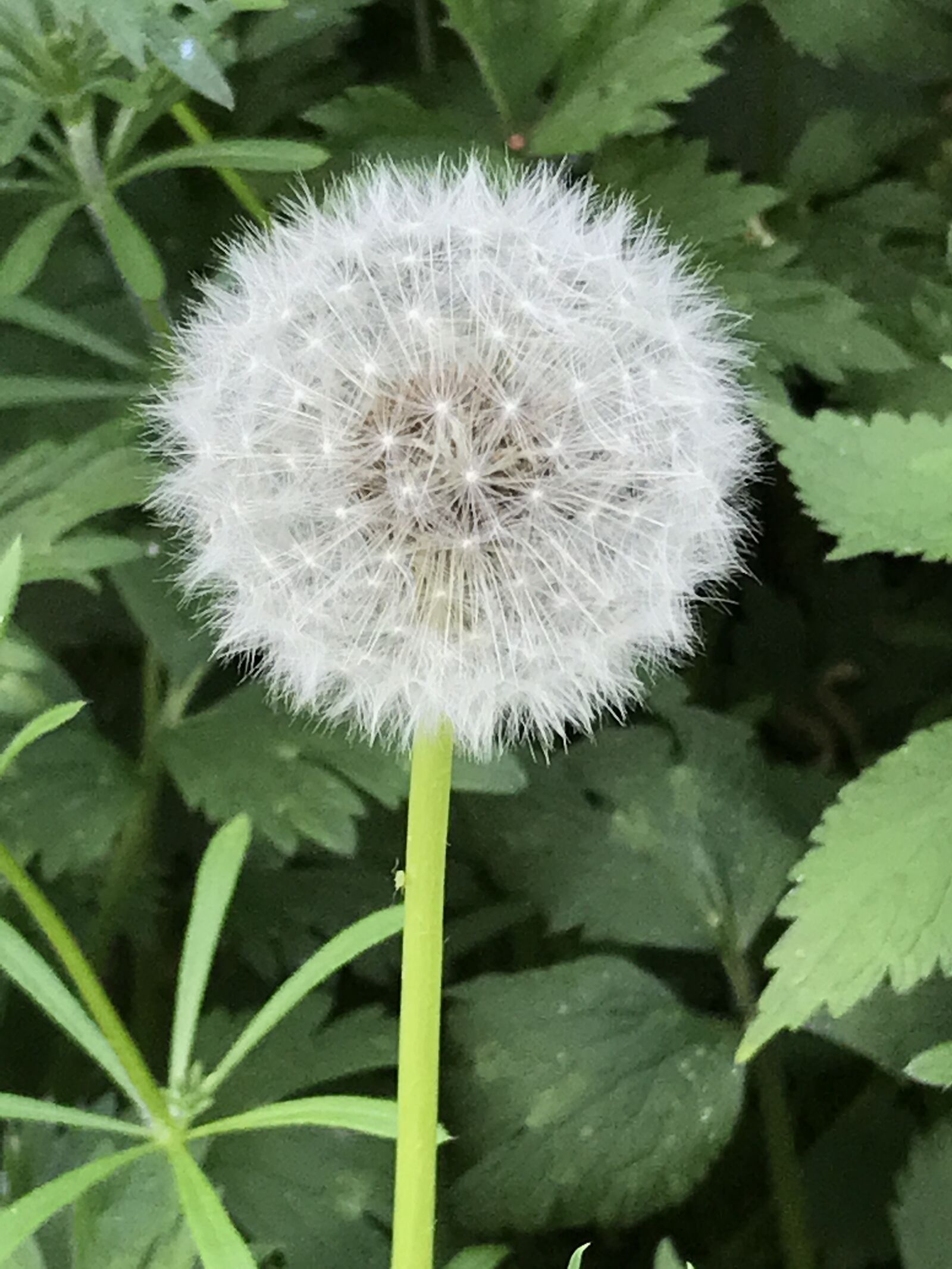 Apple iPhone 7 sample photo. Dandelion, wishes, spring photography