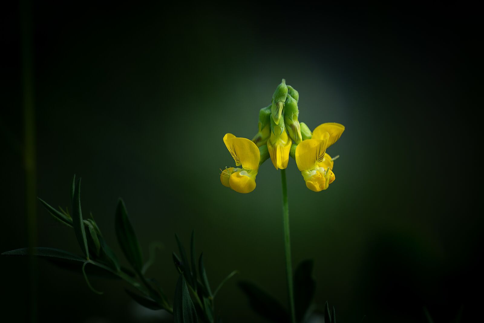 Nikon D7100 sample photo. Lotus corniculatus, fenugreek, klee photography