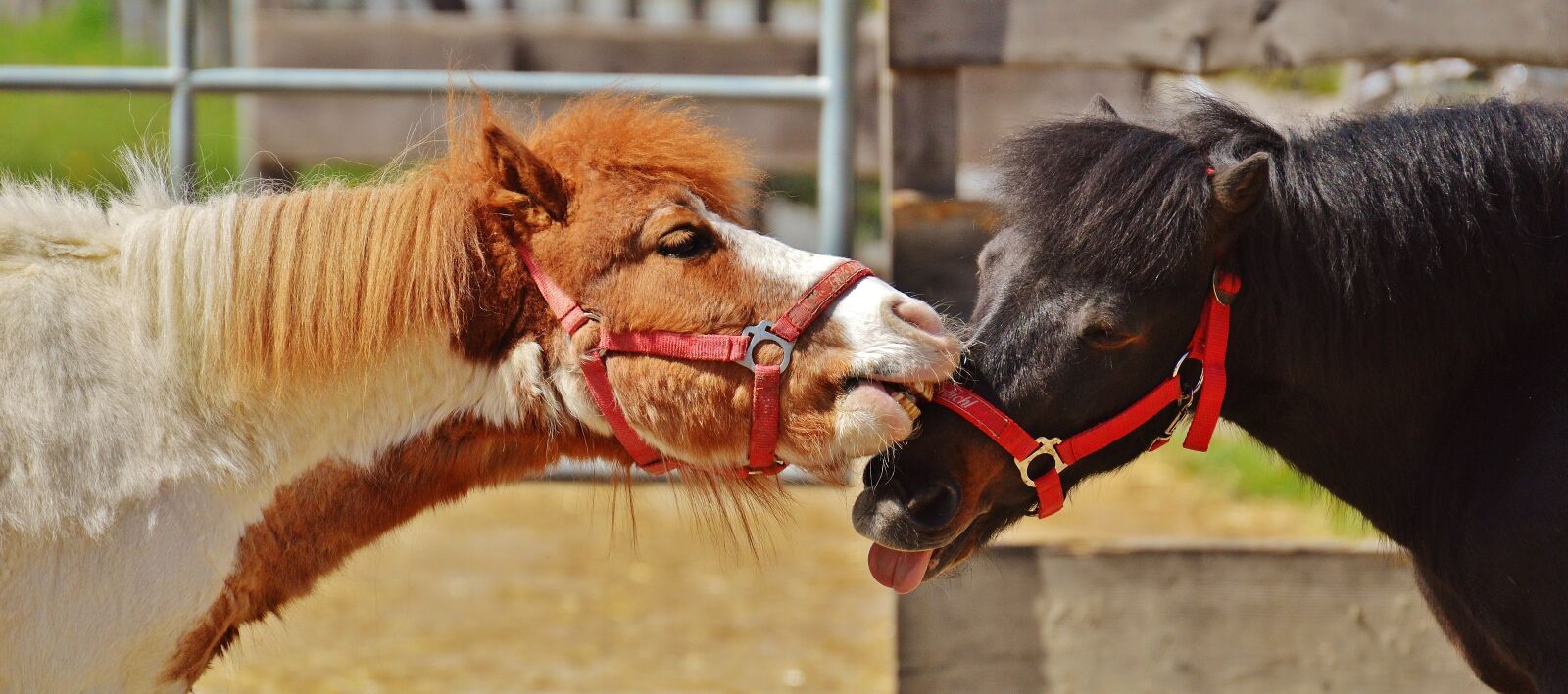 Nikon D3200 sample photo. Horses, play, funny photography
