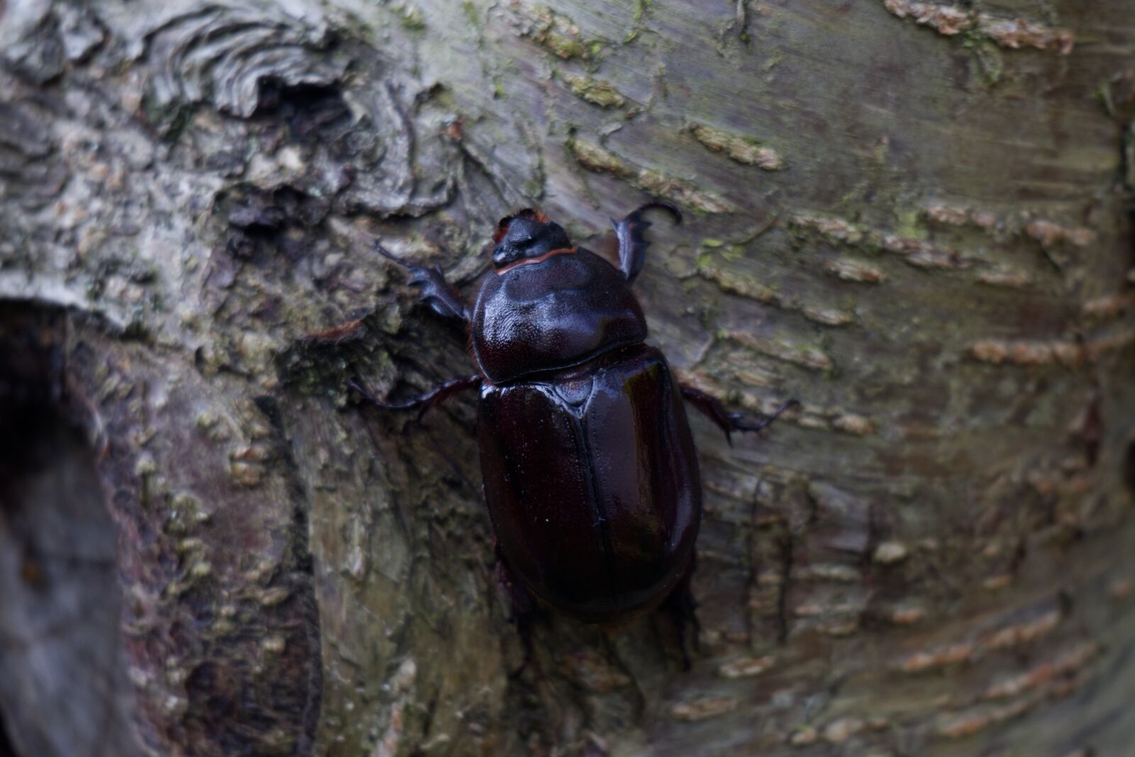 Canon EOS M100 + Canon EF-M 55-200mm F4.5-6.3 IS STM sample photo. Rhinoceros beetle, female, beetle photography