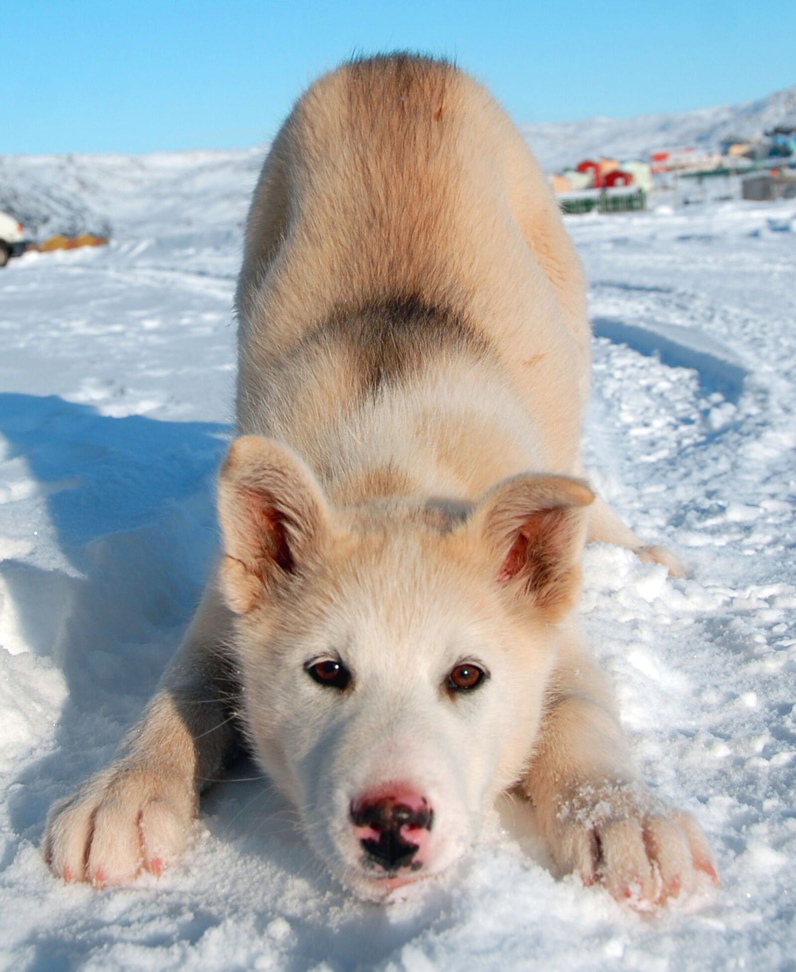 Nikon D200 sample photo. Greenland dog, dog, greenland photography