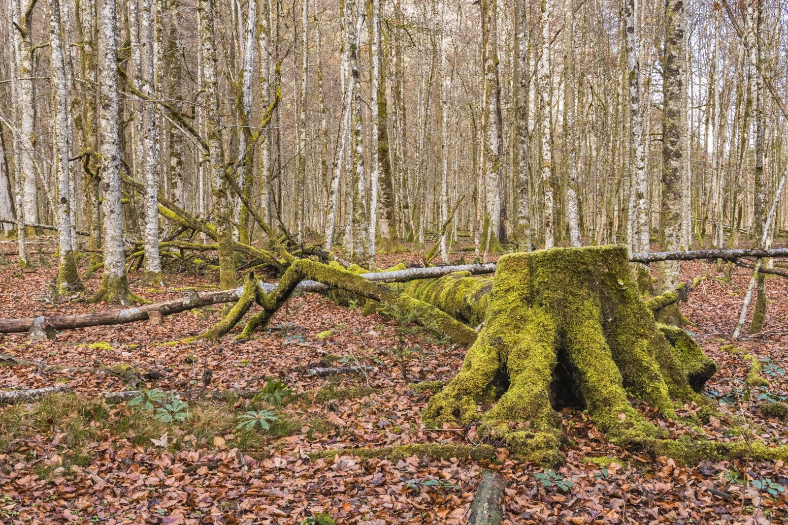 Sony a6300 sample photo. Forest, tree, log photography